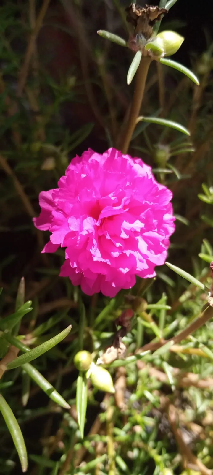 Moss Rose Selections (Rosa Moss Roses) — Moss Rose, a variant of Rosa centifolia, boasts a unique charm with its moss-like growth on stems and sepals