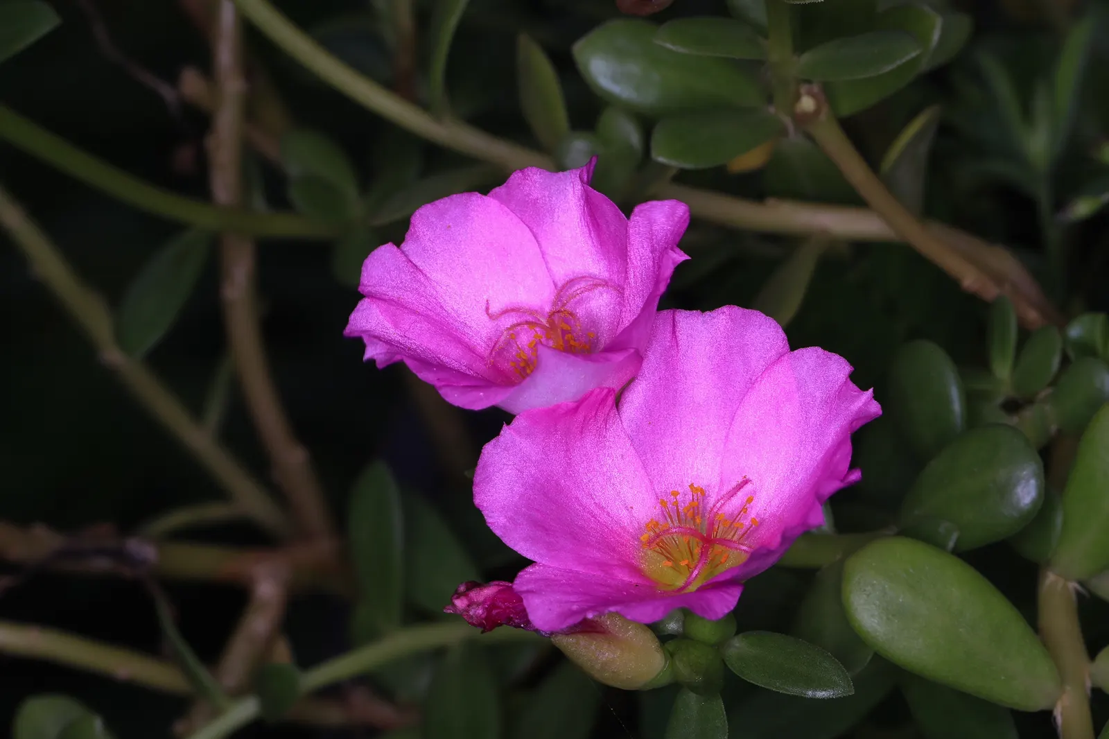 Moss Rose Selections (Rosa Moss Roses) — Reaching a height of 3-6 feet, they perform best in full sun with well-drained soil; shrub for full or half