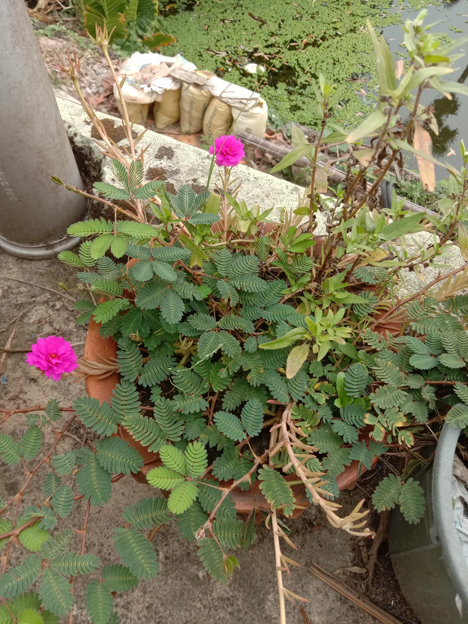 Moss Rose Selections (Rosa Moss Roses) — and should be planted in well-drained soil with good air circulation to prevent disease