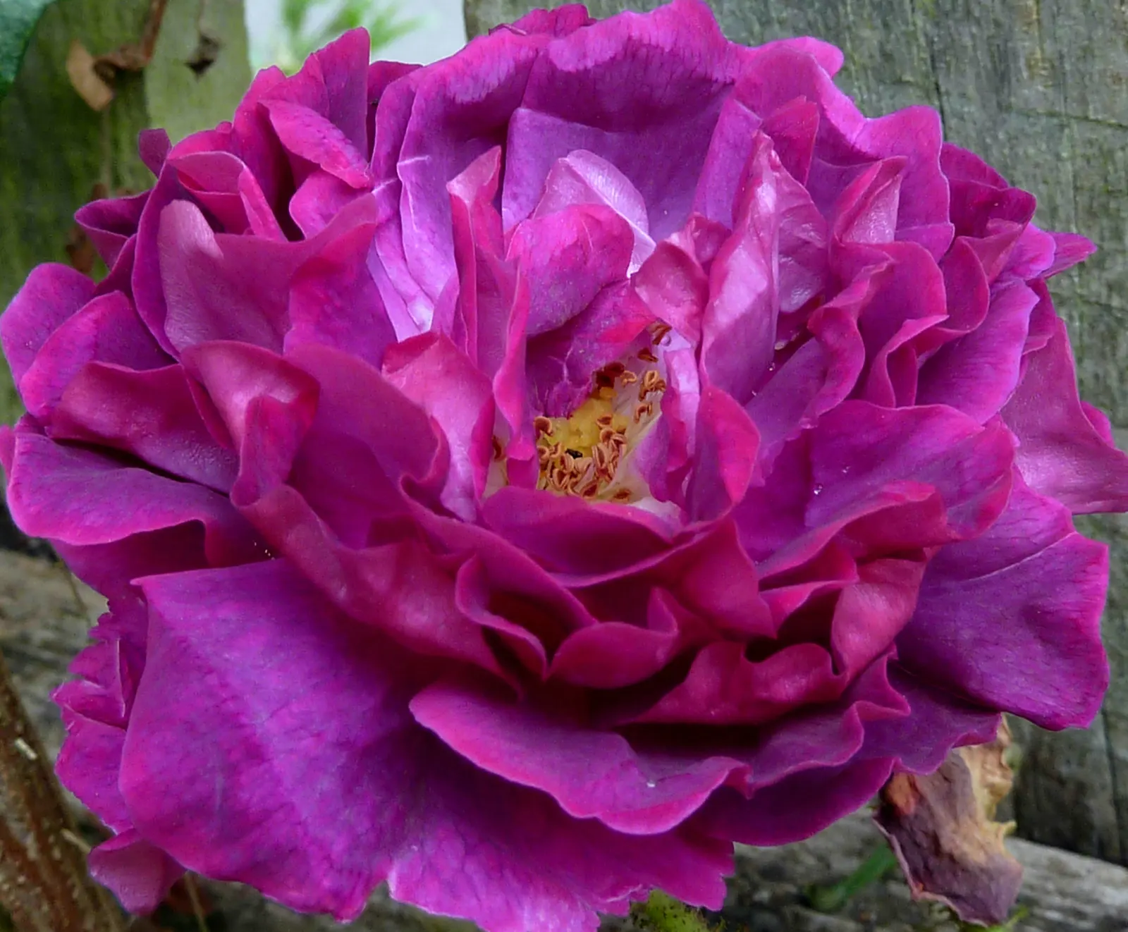 Moss Rose Selections (Rosa Moss Roses) — globular blooms typically seen in shades of pink