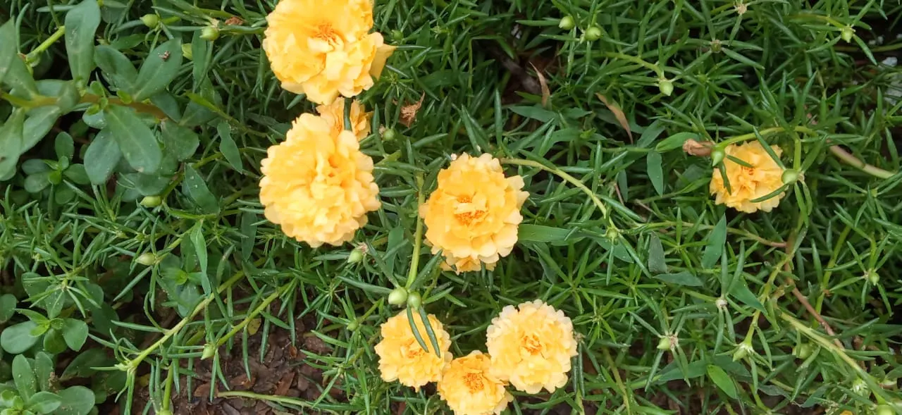 Moss Rose Selections (Rosa Moss Roses) — They perform best in full sunlight