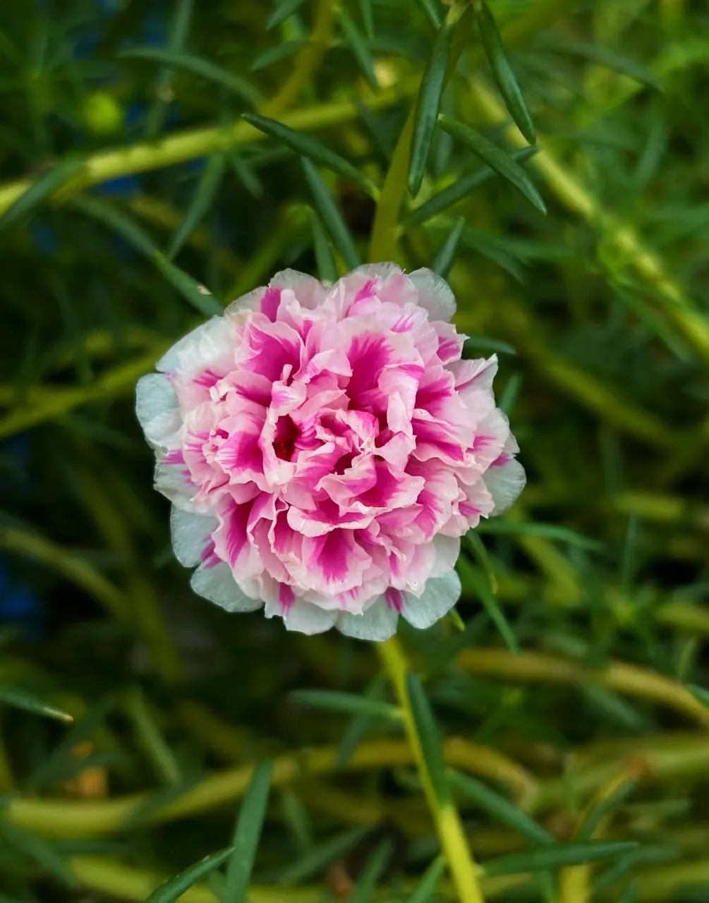 Moss Rose Selections (Rosa Moss Roses) — Moss Roses boast the same full; globular blooms typically seen in shades of pink