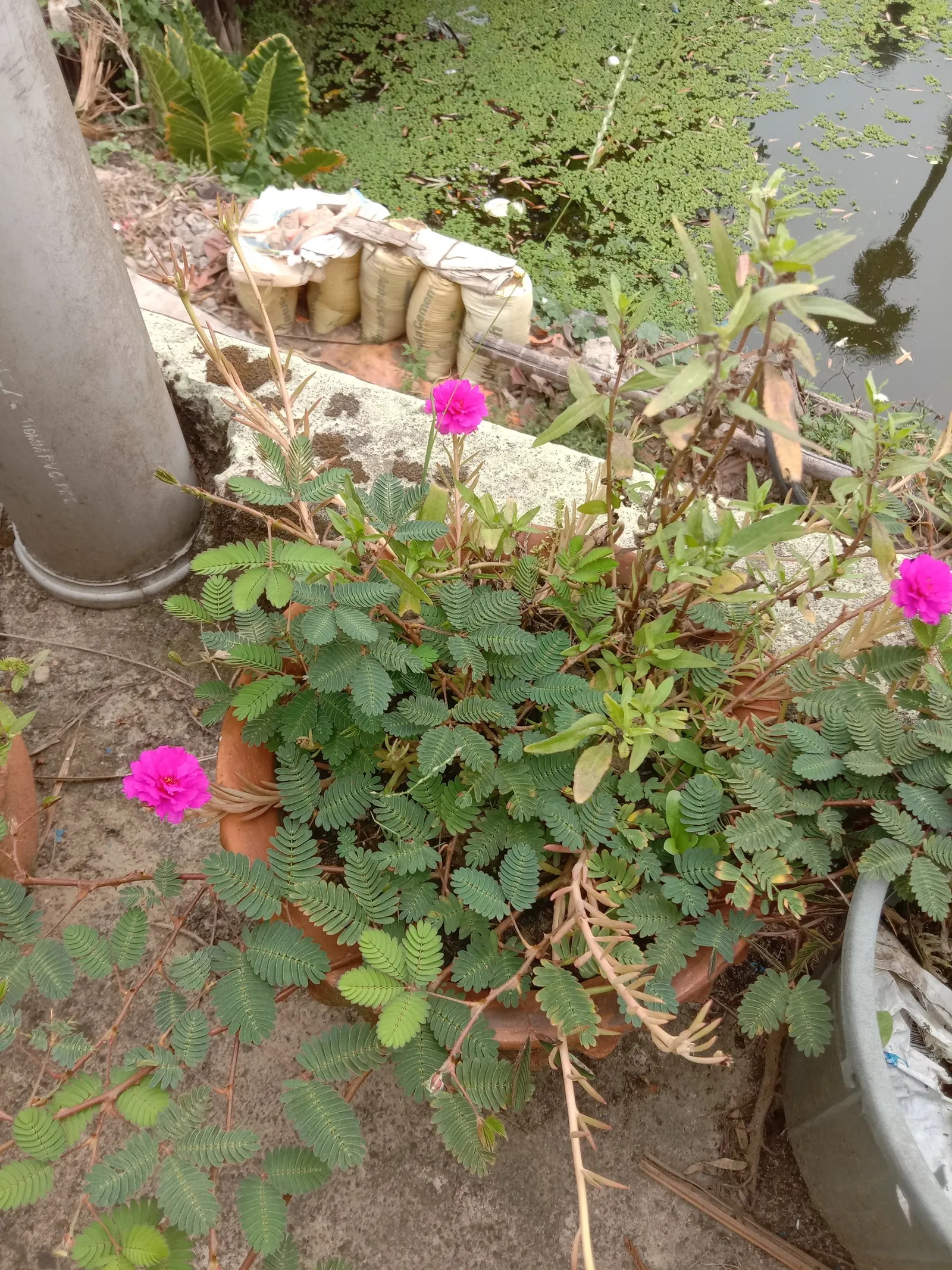Moss Rose Selections (Rosa Moss Roses) — densely petaled blooms spanning 2-3 inches in diameter in shades from white to deep pink