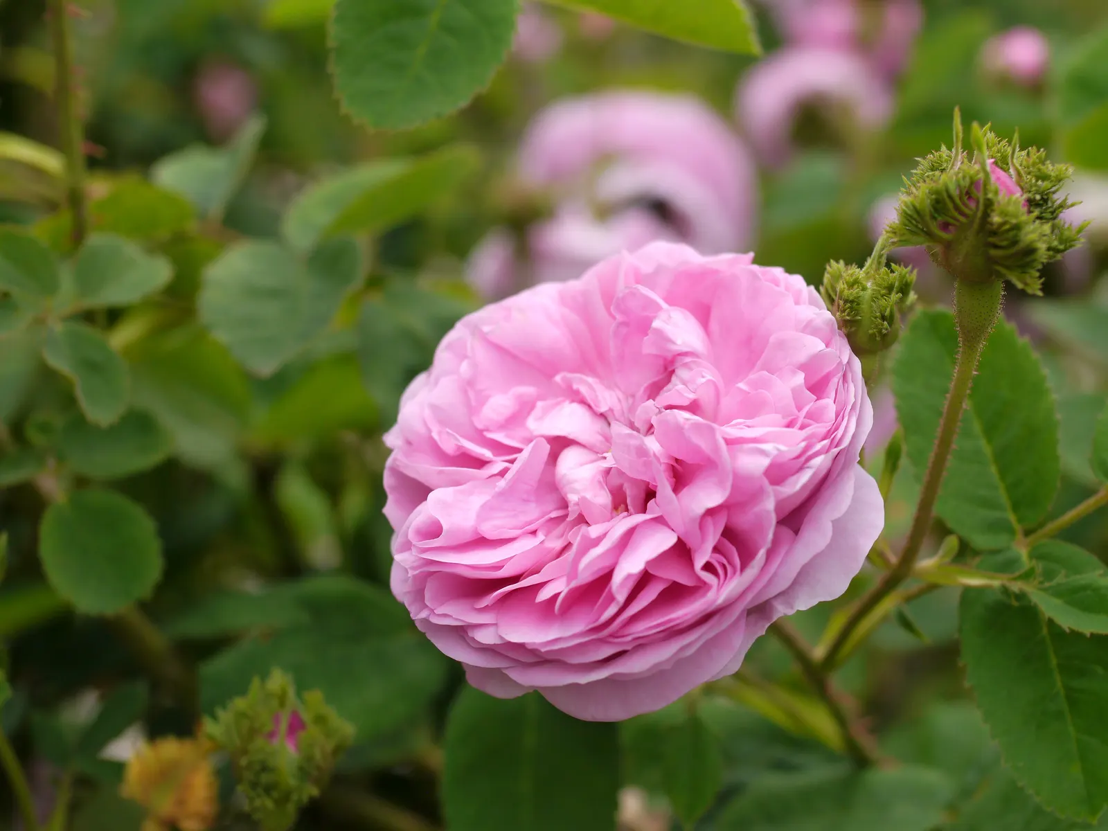 Moss Rose Selections (Rosa Moss Roses) — This provides an attractive verdant accent even before the buds open, image 38