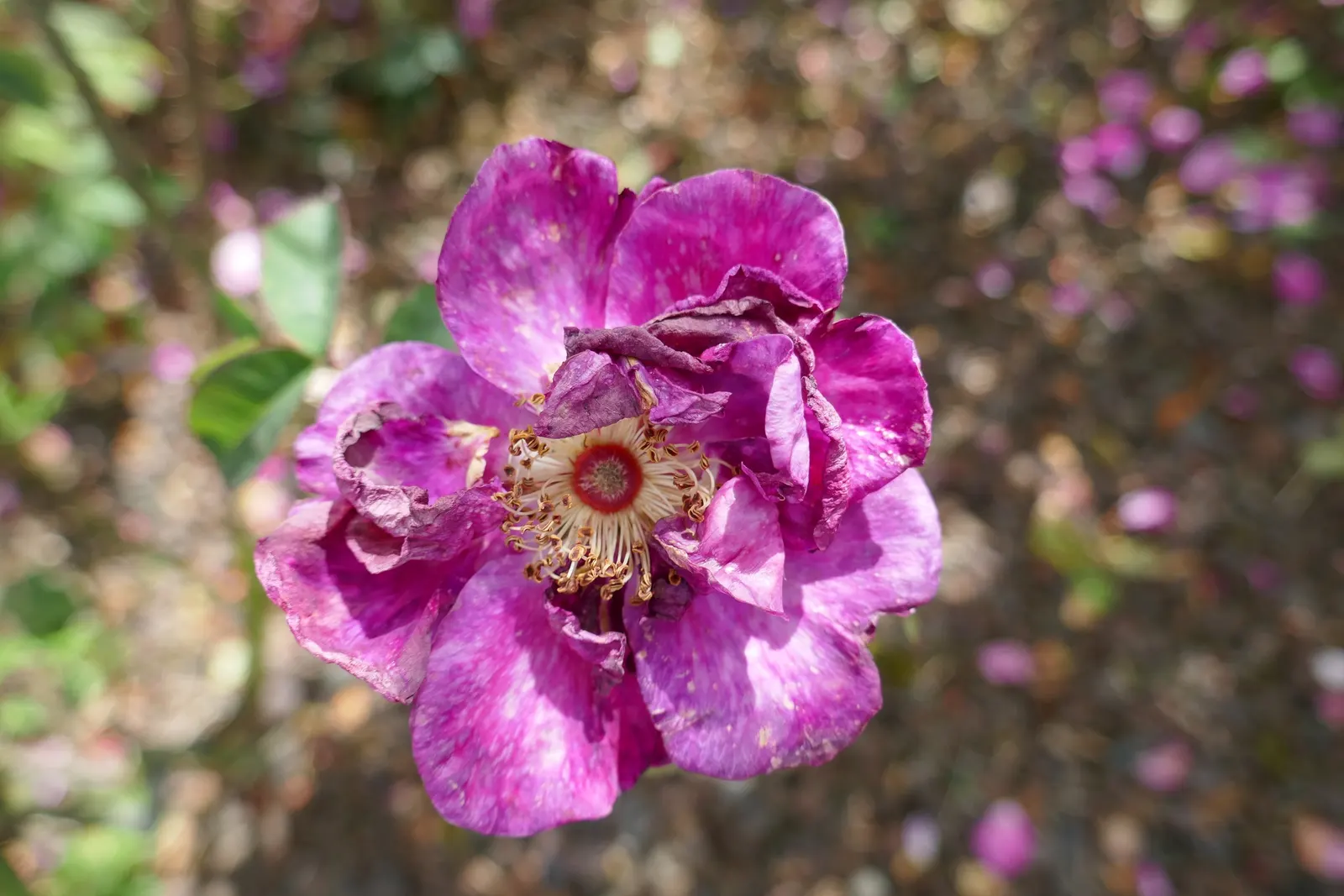 Moss Rose Selections (Rosa Moss Roses) — with a spread of 3 to 4 feet