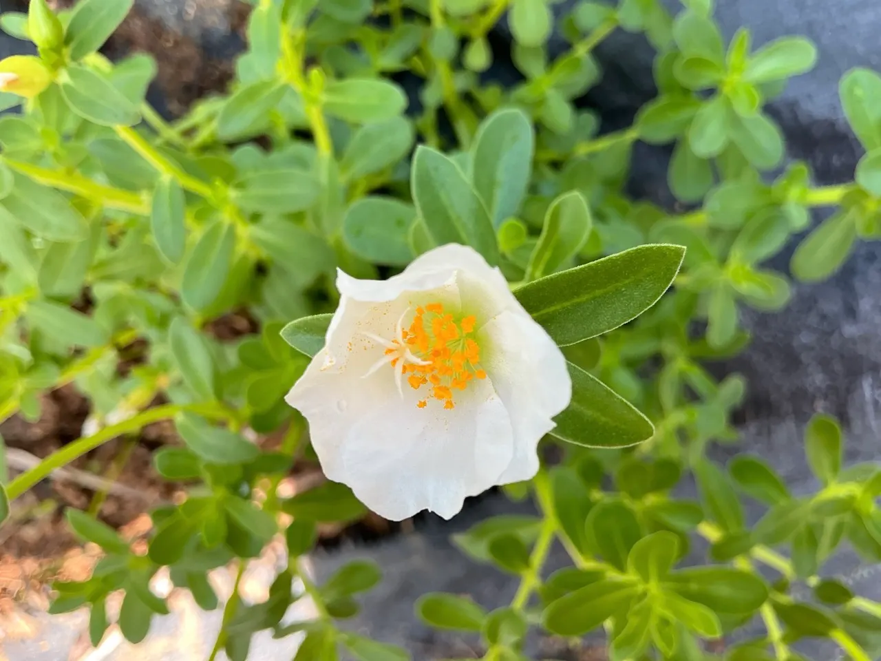 Moss Rose Selections (Rosa Moss Roses) — Moss Roses are ideal for borders or as a specimen plant