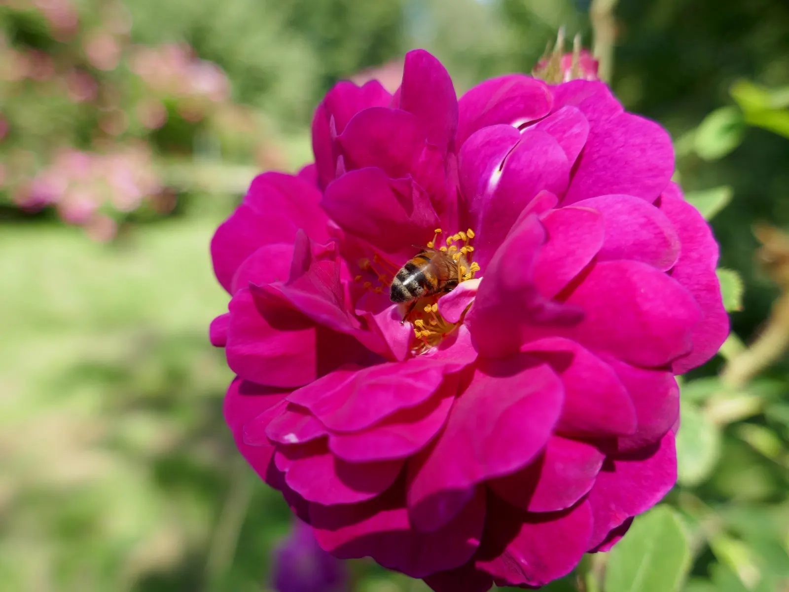 Moss Rose Selections (Rosa Moss Roses) — requiring at least 6 hours of direct light per day; which is actually a mutation of the plant\'s sepals, image 70