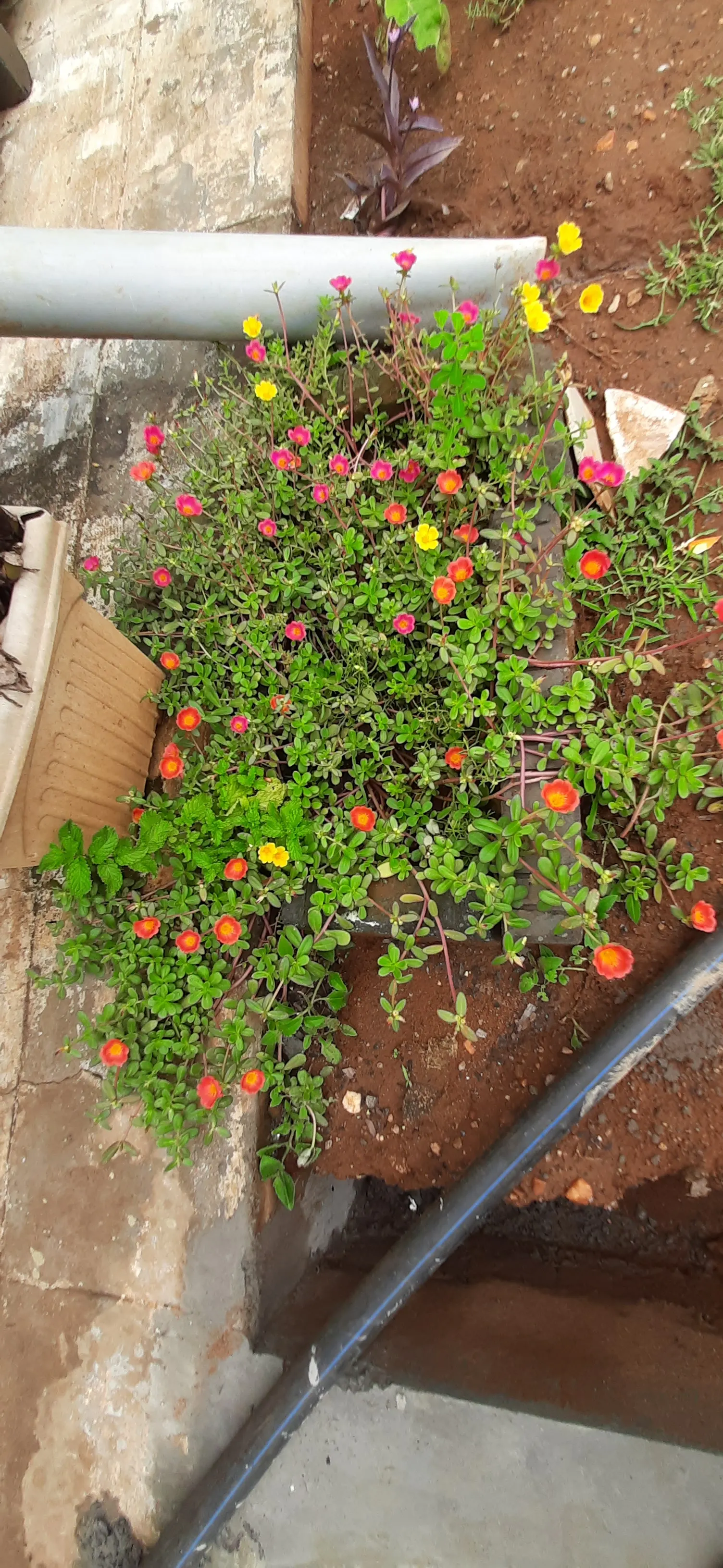 Moss Rose Selections (Rosa Moss Roses) — Moss Roses boast the same full