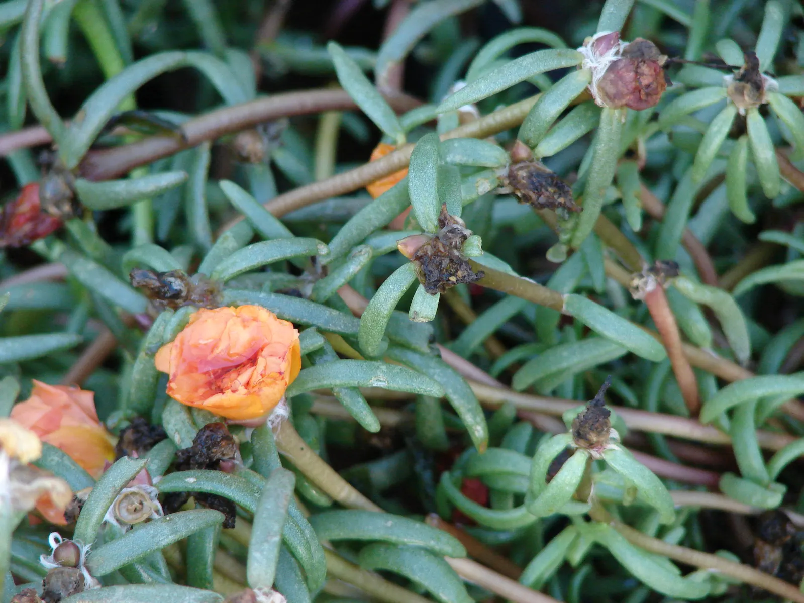 Moss Rose Selections (Rosa Moss Roses) — but can also be found in hues of white and purple; shrub with pink blooms