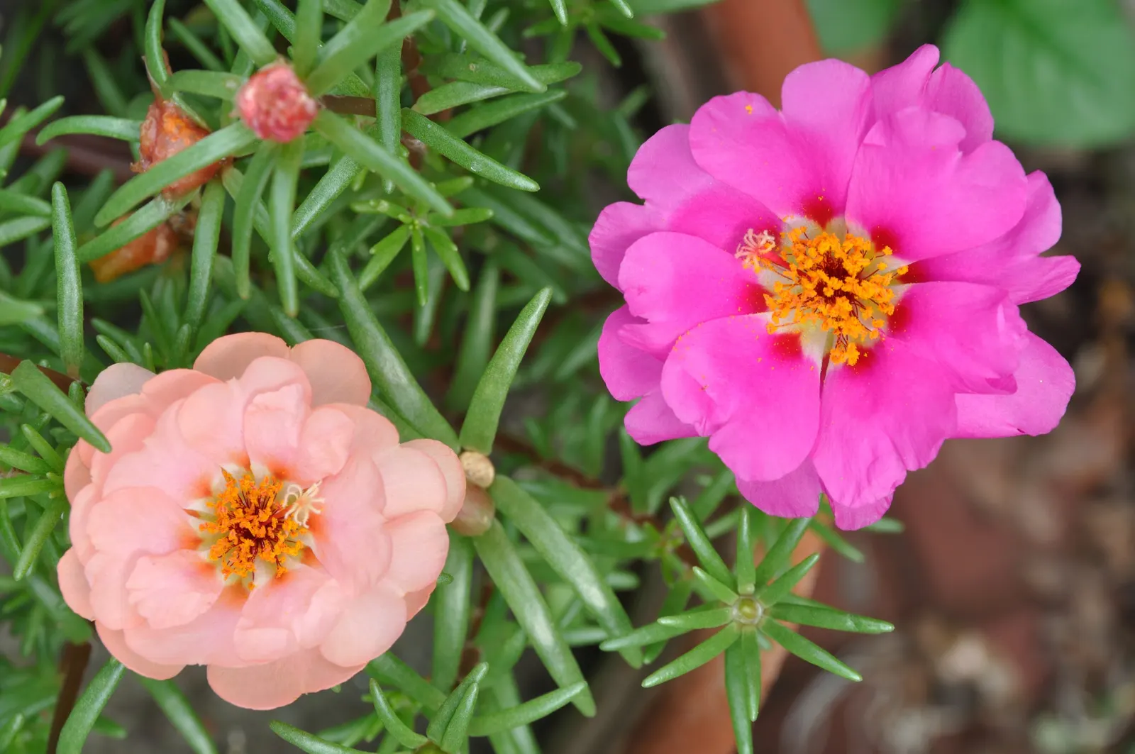 Moss Rose Selections (Rosa Moss Roses) — spanning roughly 2 to 3 inches across