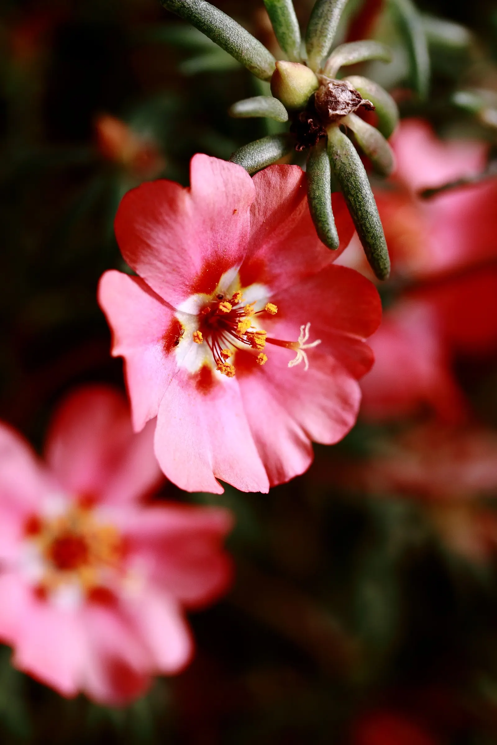 Moss Rose Selections (Rosa Moss Roses) — densely petaled blooms spanning 2-3 inches in diameter in shades from white to deep pink; moss Roses are, image 53