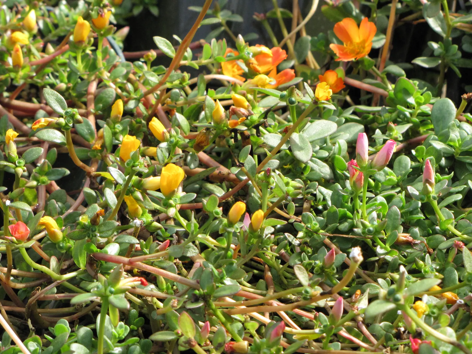 Moss Rose Selections (Rosa Moss Roses) — This plant is a must-have for those looking to add a touch of antiquity and fragrance to their garden
