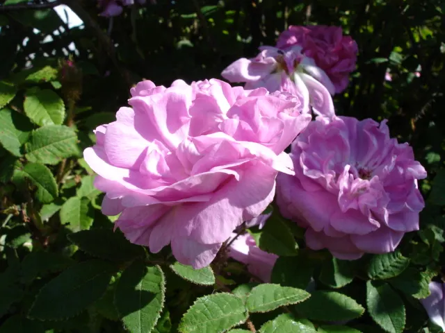 Moss Rose Selections (Rosa Moss Roses) — but can also be found in hues of white and purple; shrub with pink blooms, image 61