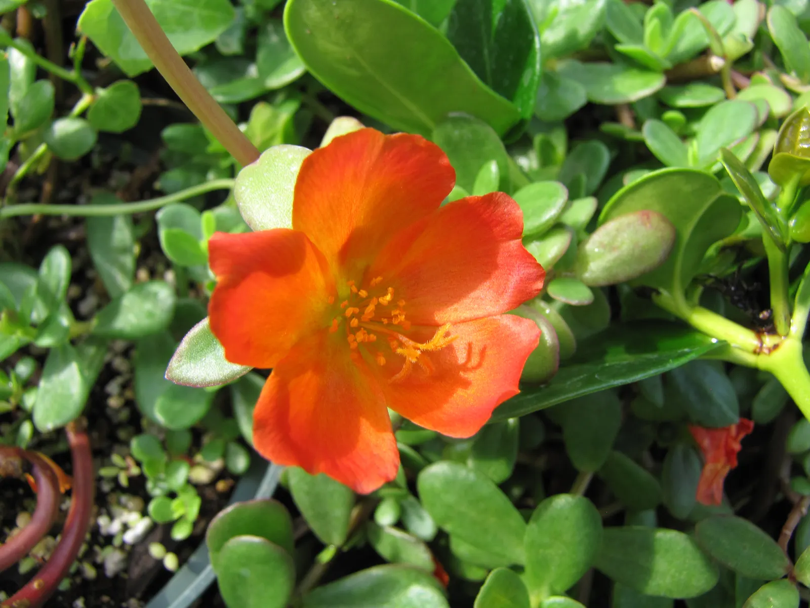 Moss Rose Selections (Rosa Moss Roses) — offering a prolonged display of beauty.<br><br>Growing to a height of about 4 to 6 feet