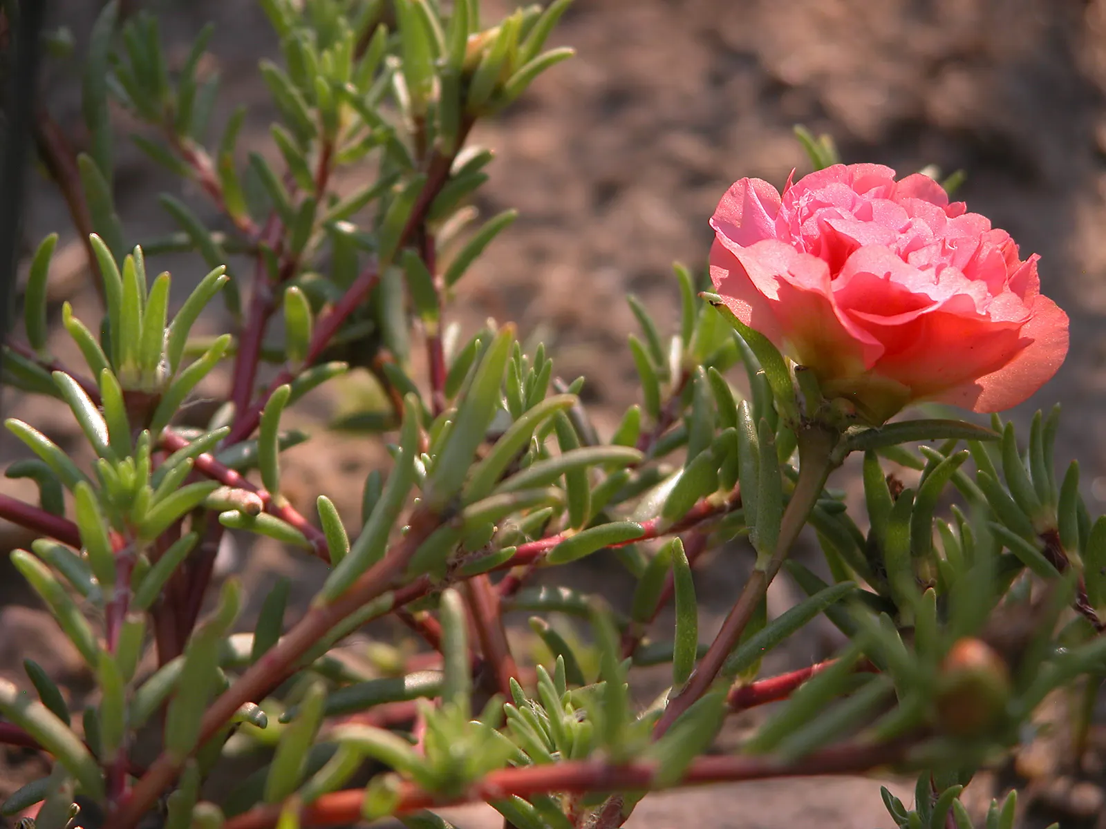 Moss Rose Selections (Rosa Moss Roses) — This plant is a must-have for those looking to add a touch of antiquity and fragrance to their garden; and, image 57