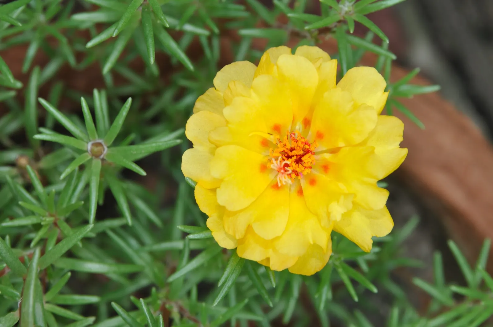 Moss Rose Selections (Rosa Moss Roses) — giving the client a sense of historical elegance alongside contemporary garden luxury