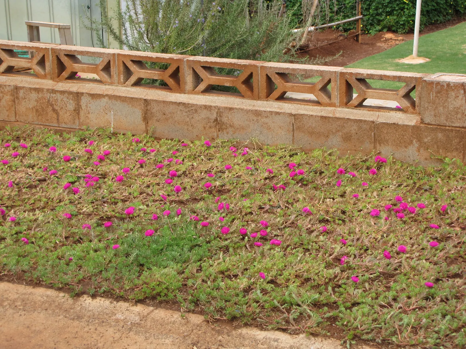 Moss Rose Selections (Rosa Moss Roses) — with a spread of 3 to 4 feet; offering a prolonged display of beauty.<br><br>Growing to a height of about, image 67