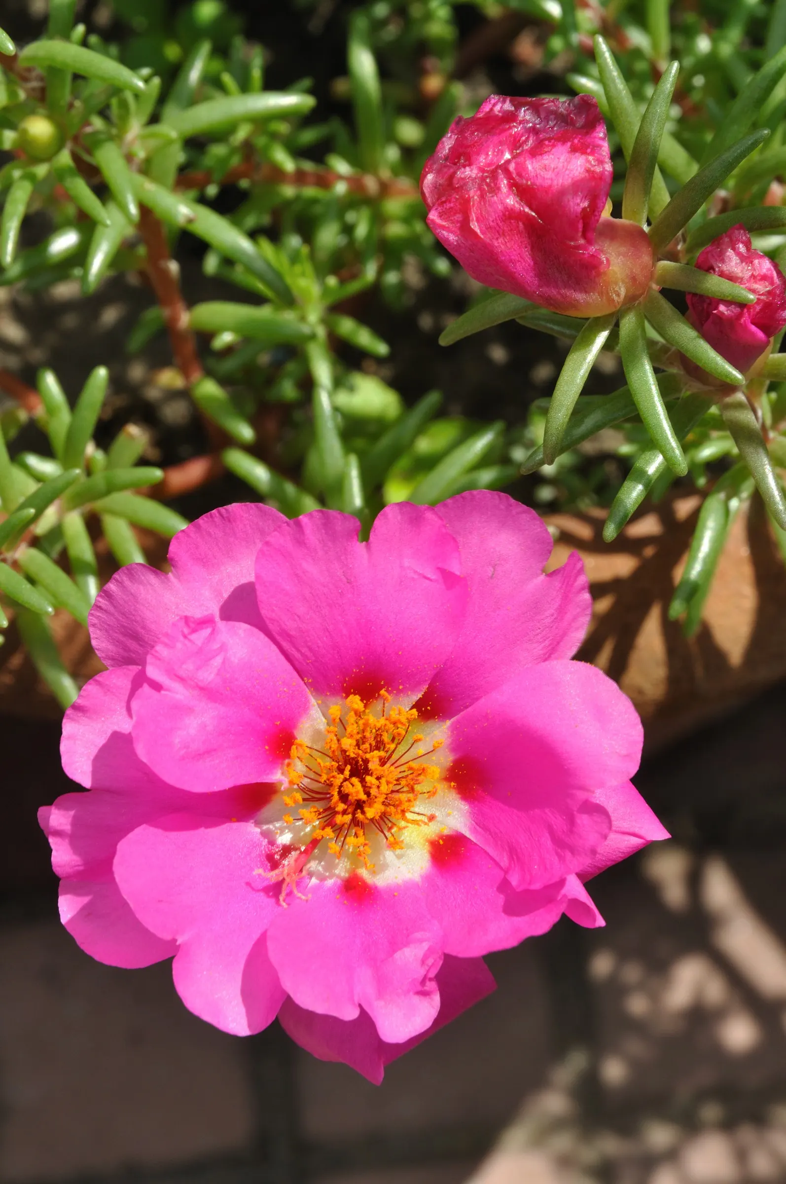 Moss Rose Selections (Rosa Moss Roses) — These heirloom perennials feature fragrant; but can also be found in hues of white and purple