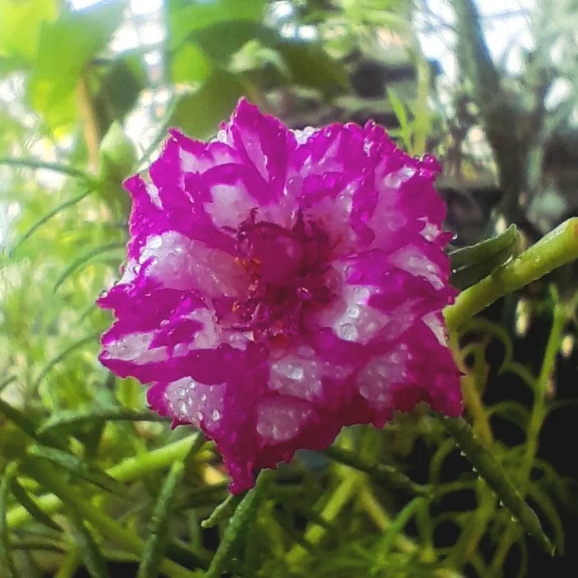 Moss Rose Selections (Rosa Moss Roses) — Originating from the *Rosa centifolia*; densely petaled blooms spanning 2-3 inches in diameter in shades from white to