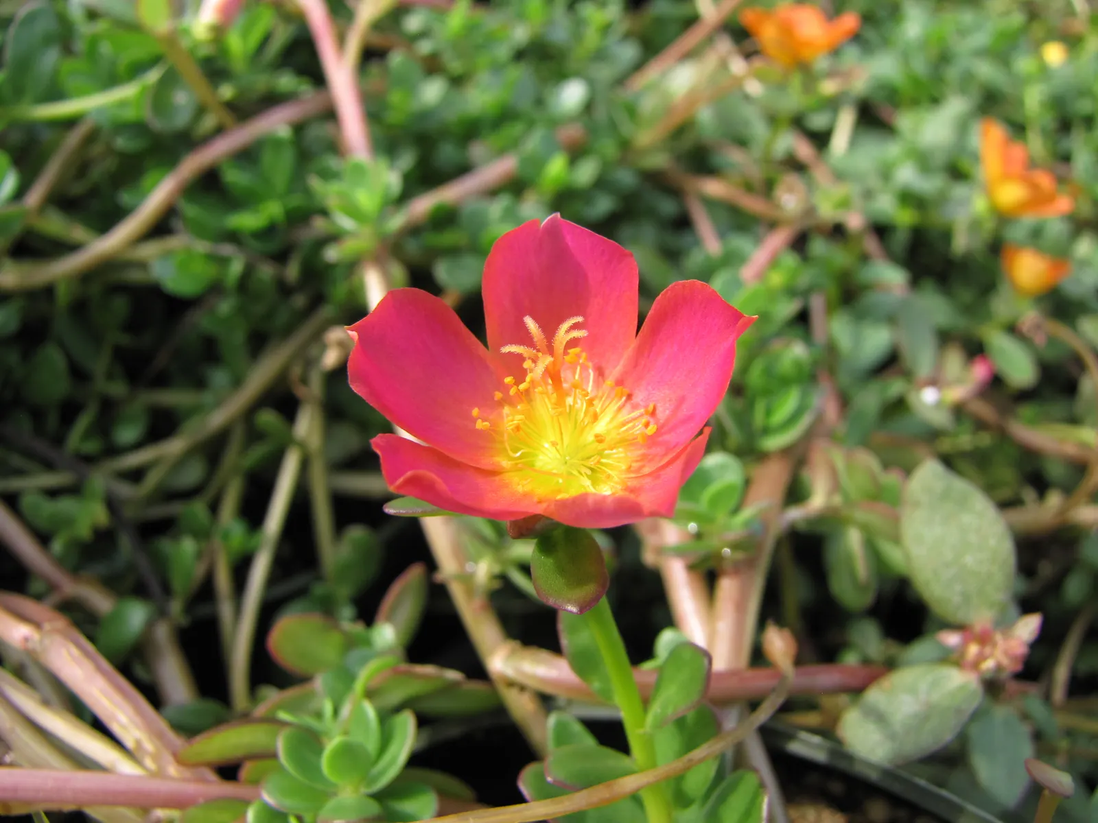 Moss Rose Selections (Rosa Moss Roses) — Moss Roses are ideal for borders or as a specimen plant; pink flowers in the garden