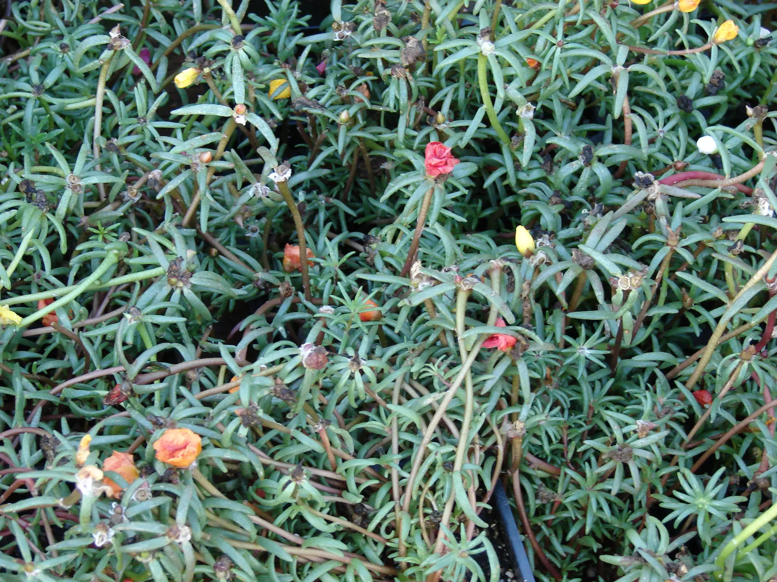 Moss Rose Selections (Rosa Moss Roses) — densely petaled blooms spanning 2-3 inches in diameter in shades from white to deep pink; moss Roses are ideal for