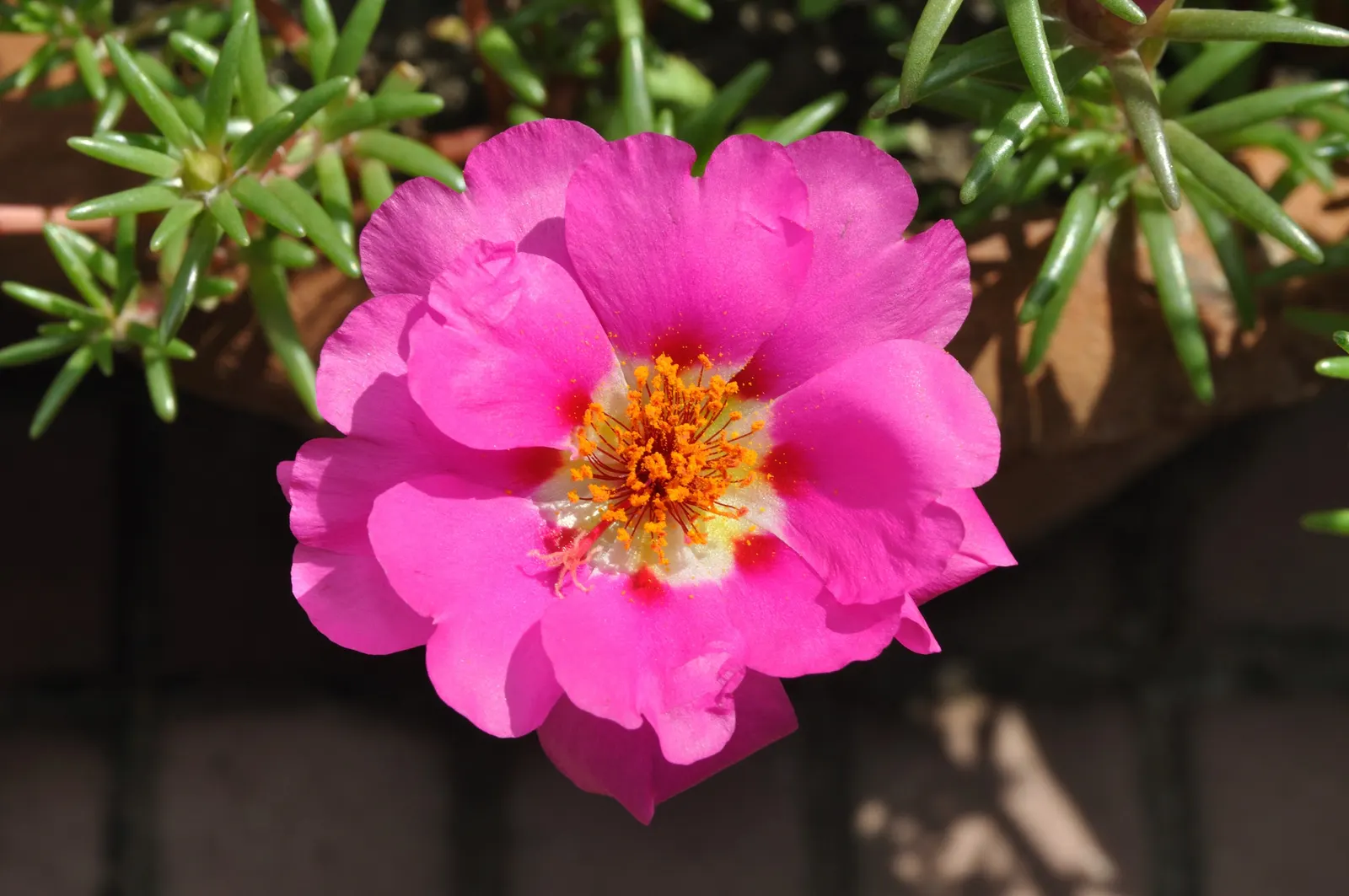 Moss Rose Selections (Rosa Moss Roses) — giving the client a sense of historical elegance alongside contemporary garden luxury; moss Rose, a variant of Rosa