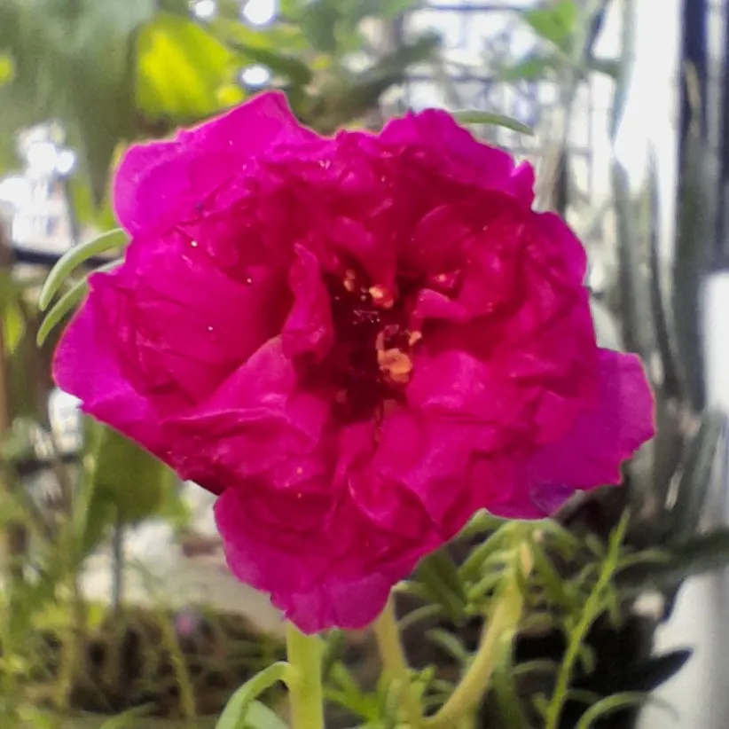 Moss Rose Selections (Rosa Moss Roses) — shrub with pink blooms; emerge in late spring to early summer with a second flush often occurring in the fall