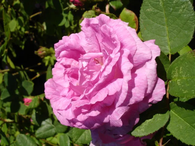 Moss Rose Selections (Rosa Moss Roses) — spanning roughly 2 to 3 inches across; requiring at least 6 hours of direct light per day, image 64