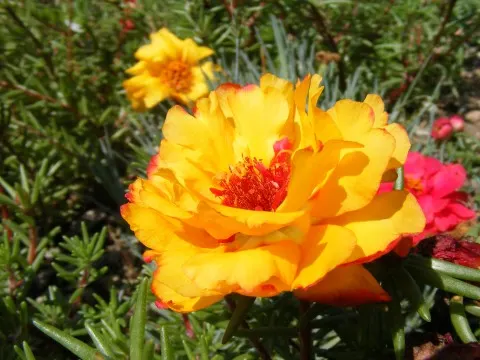 Moss Rose Selections (Rosa Moss Roses) — scientifically known as *Rosa centifolia muscosa*; spanning roughly 2 to 3 inches across, image 56