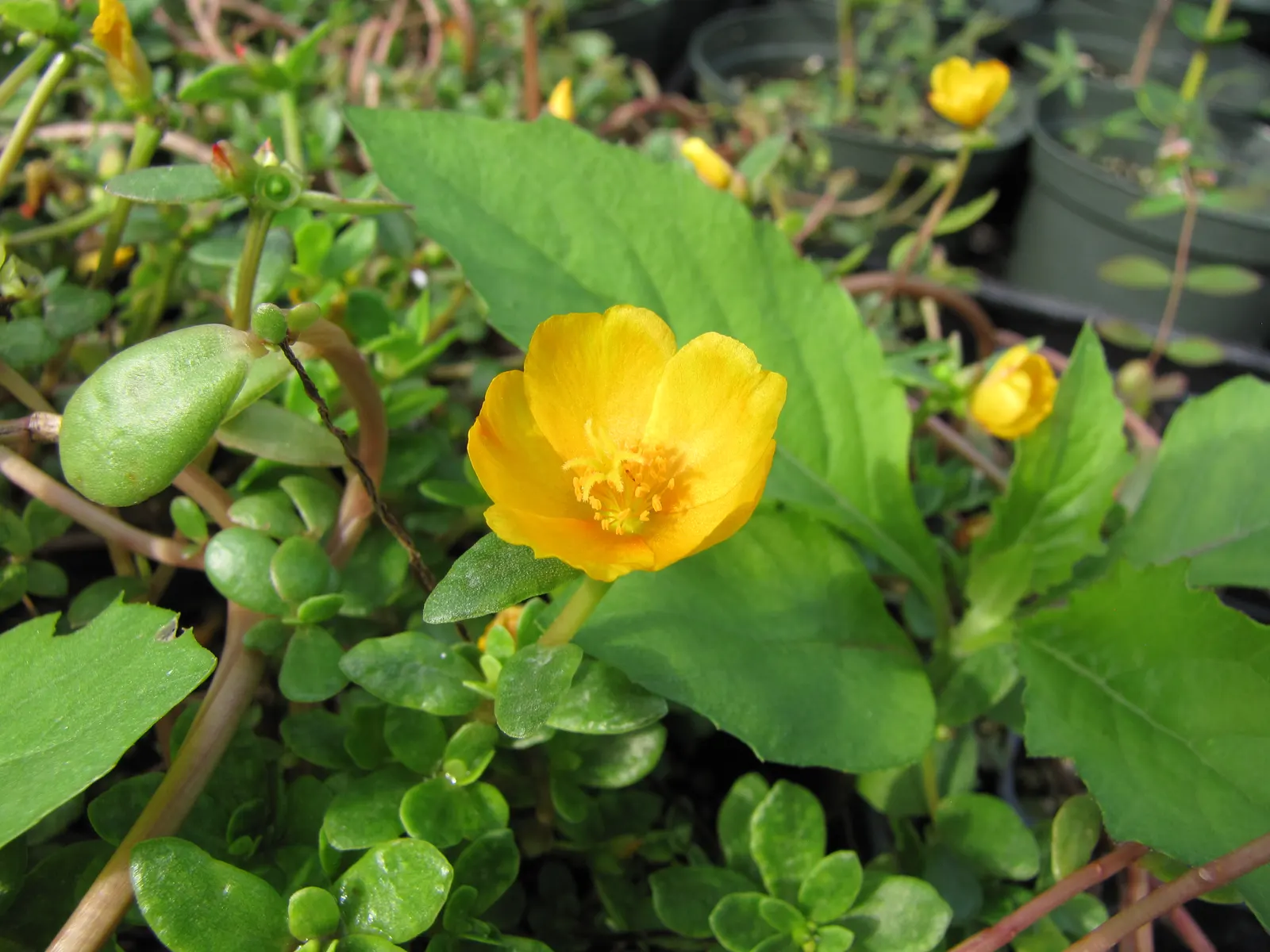 Moss Rose Selections (Rosa Moss Roses) — Ideal for creating a classic, romantic landscape aspect with a touch of textural intrigue
