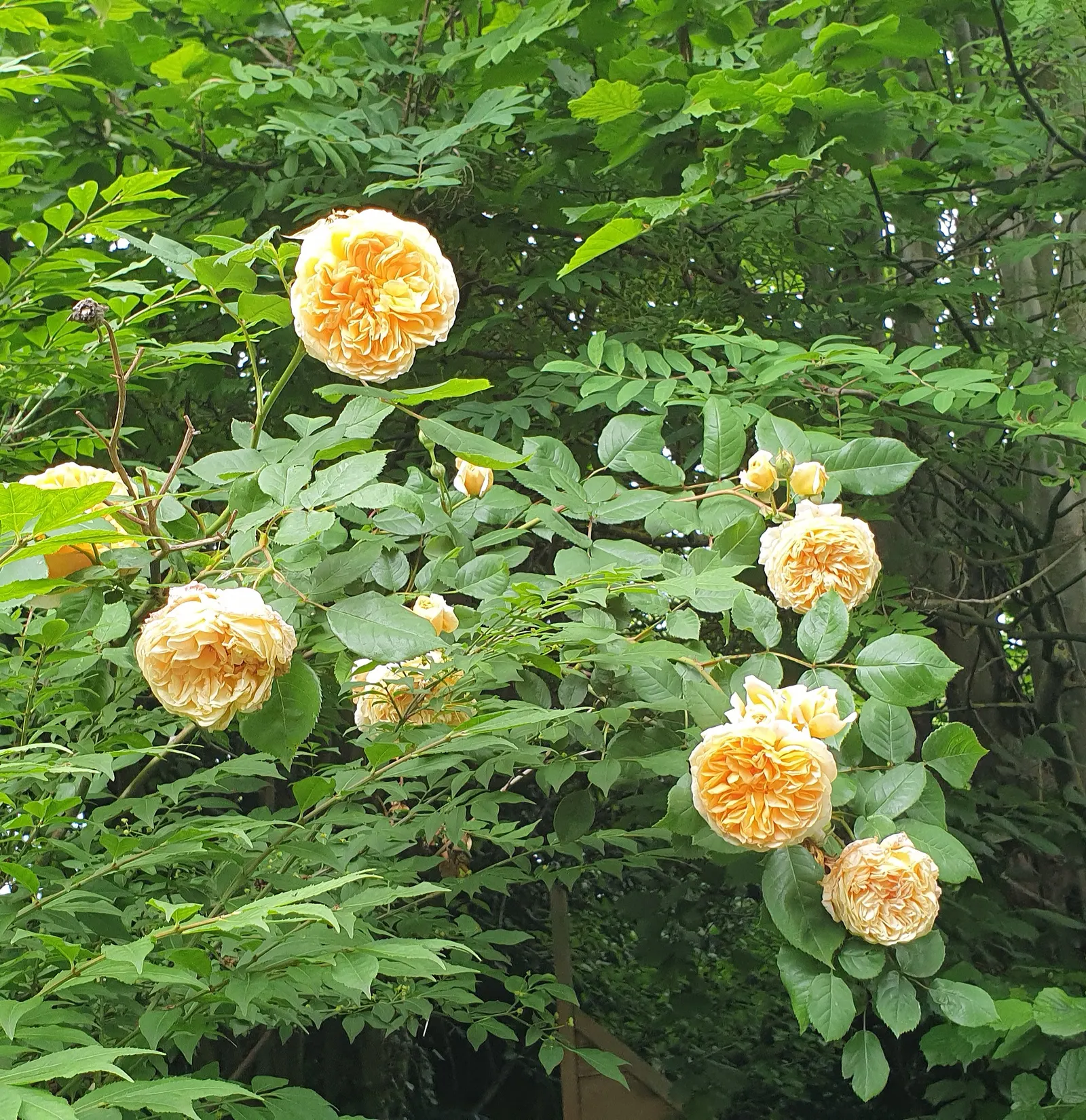 Moss Rose Selections (Rosa Moss Roses) — emerge in late spring to early summer with a second flush often occurring in the fall; these heirloom perennials