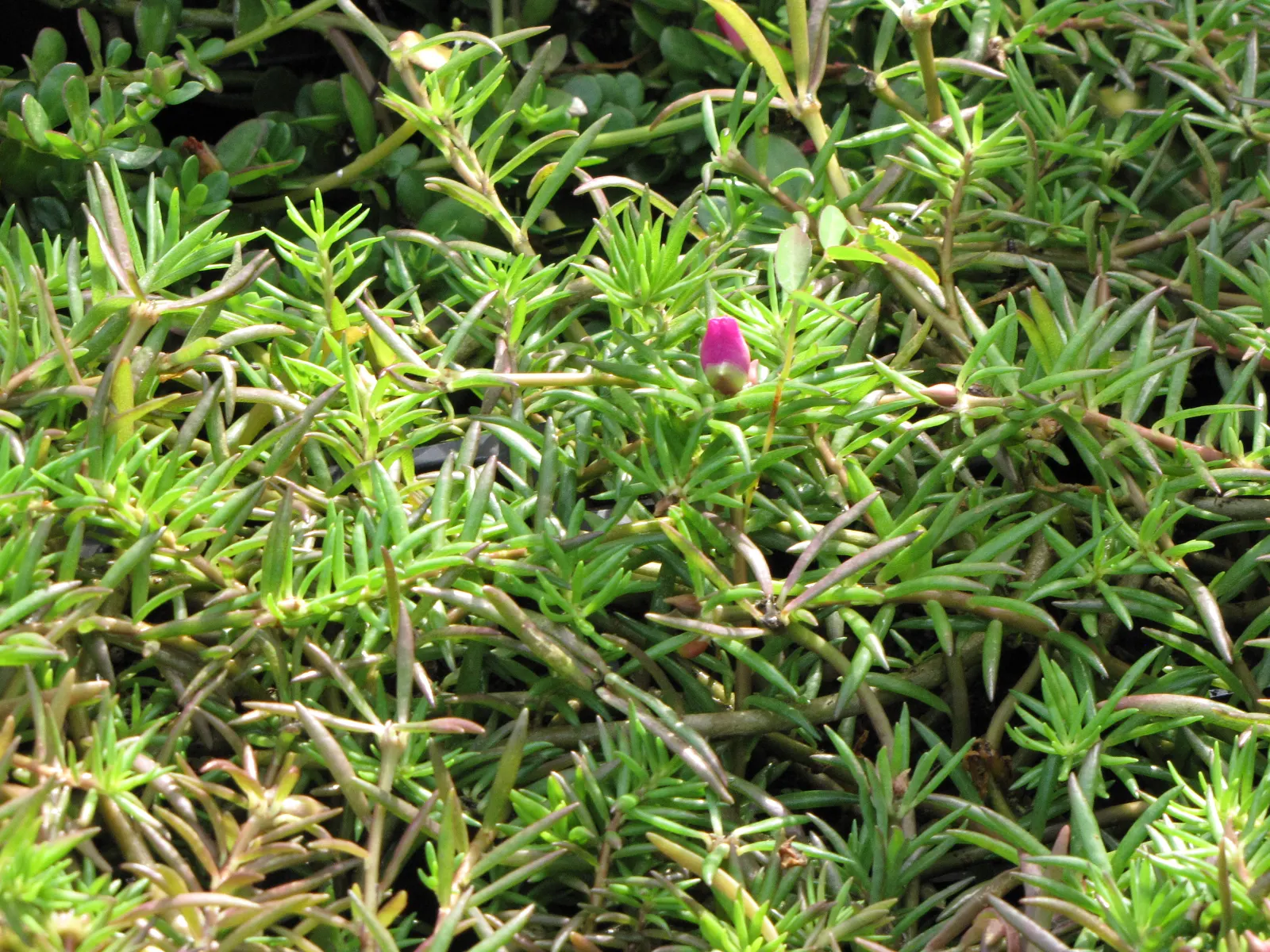 Moss Rose Selections (Rosa Moss Roses) — requiring at least 6 hours of direct light per day