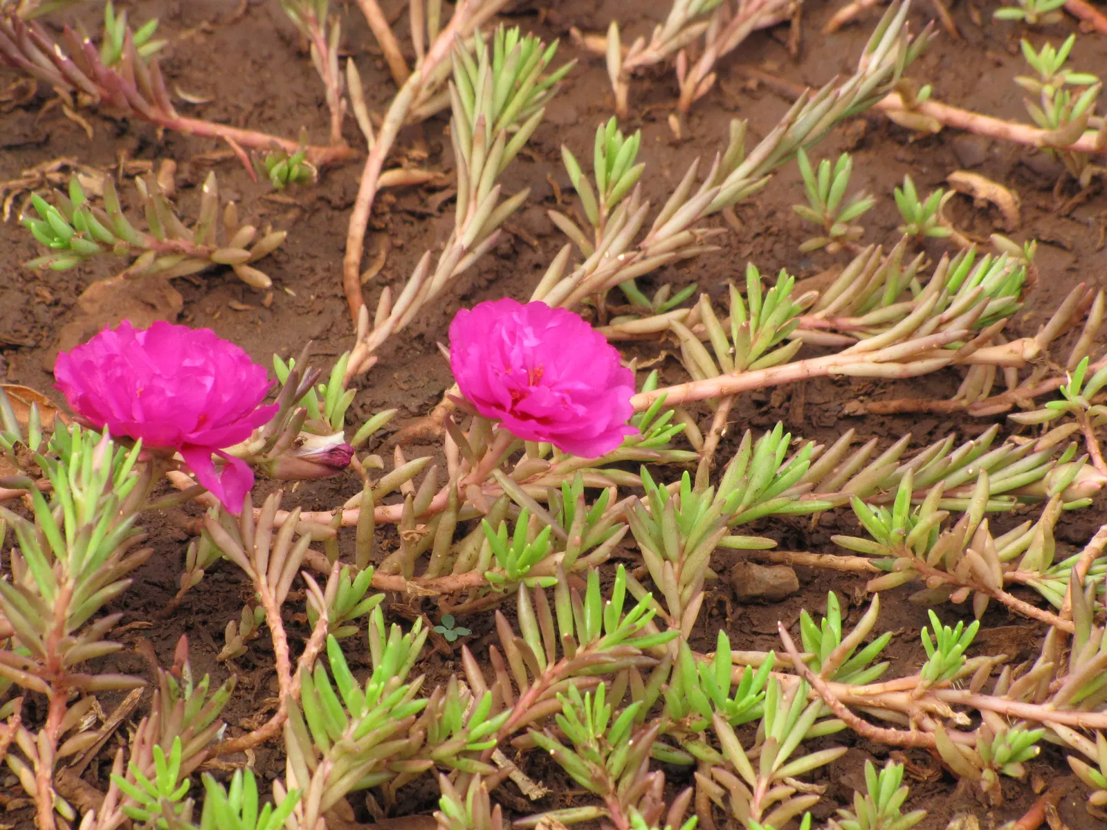 Moss Rose Selections (Rosa Moss Roses) — offering a prolonged display of beauty.<br><br>Growing to a height of about 4 to 6 feet; moss Roses boast, image 66