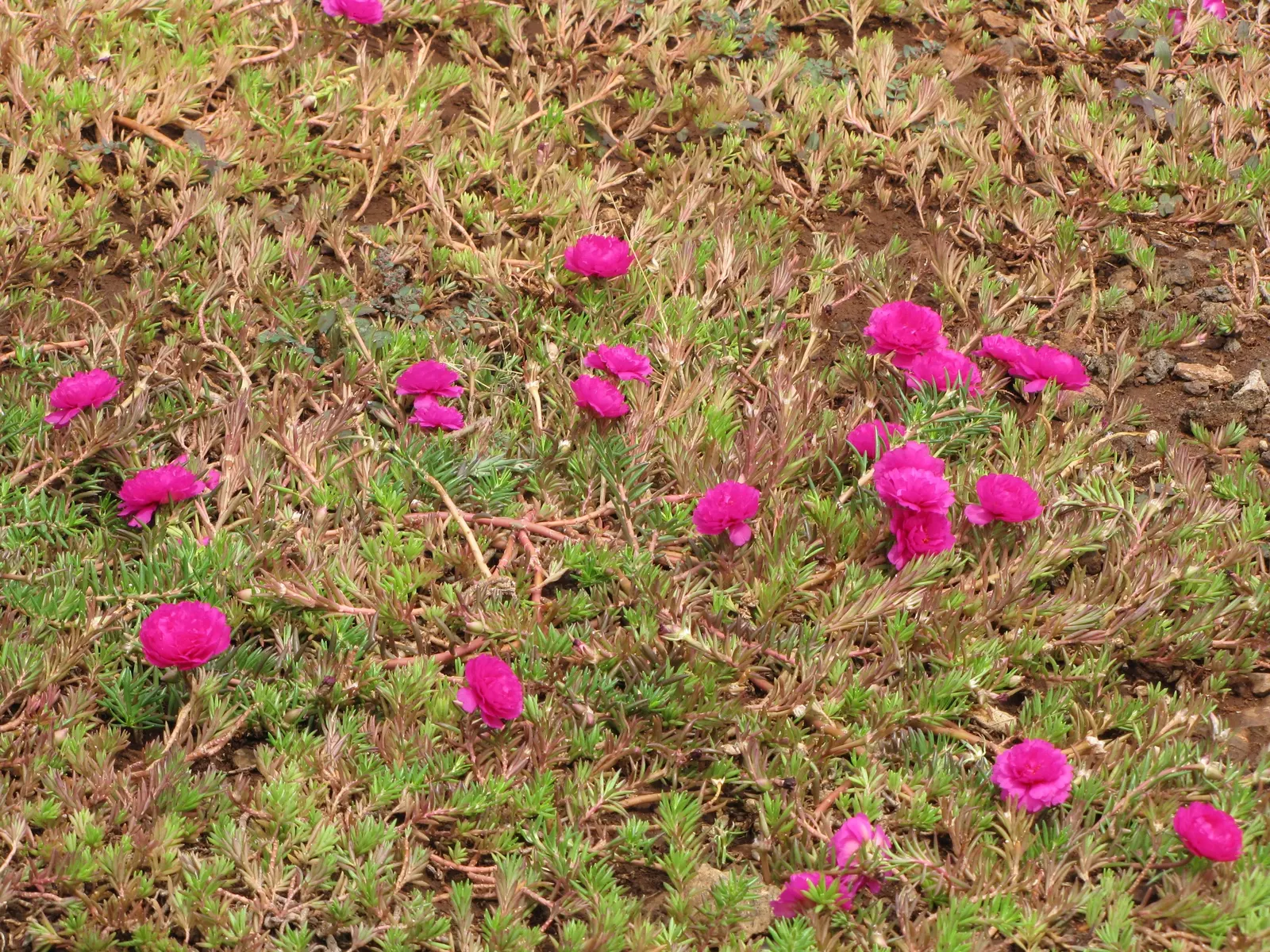 Moss Rose Selections (Rosa Moss Roses) — Originating from the *Rosa centifolia*; densely petaled blooms spanning 2-3 inches in diameter in shades, image 58