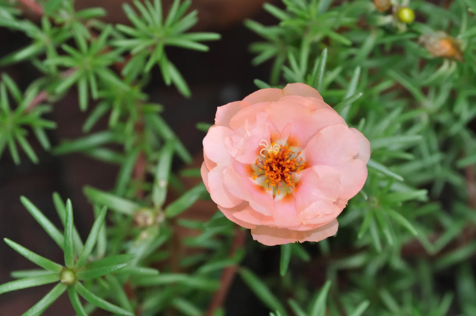 Moss Rose Selections (Rosa Moss Roses) — This plant is a must-have for those looking to add a touch of antiquity and fragrance to their garden; and should be