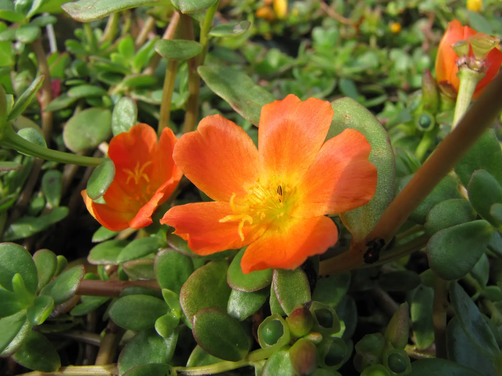 Moss Rose Selections (Rosa Moss Roses) — spanning roughly 2 to 3 inches across; requiring at least 6 hours of direct light per day