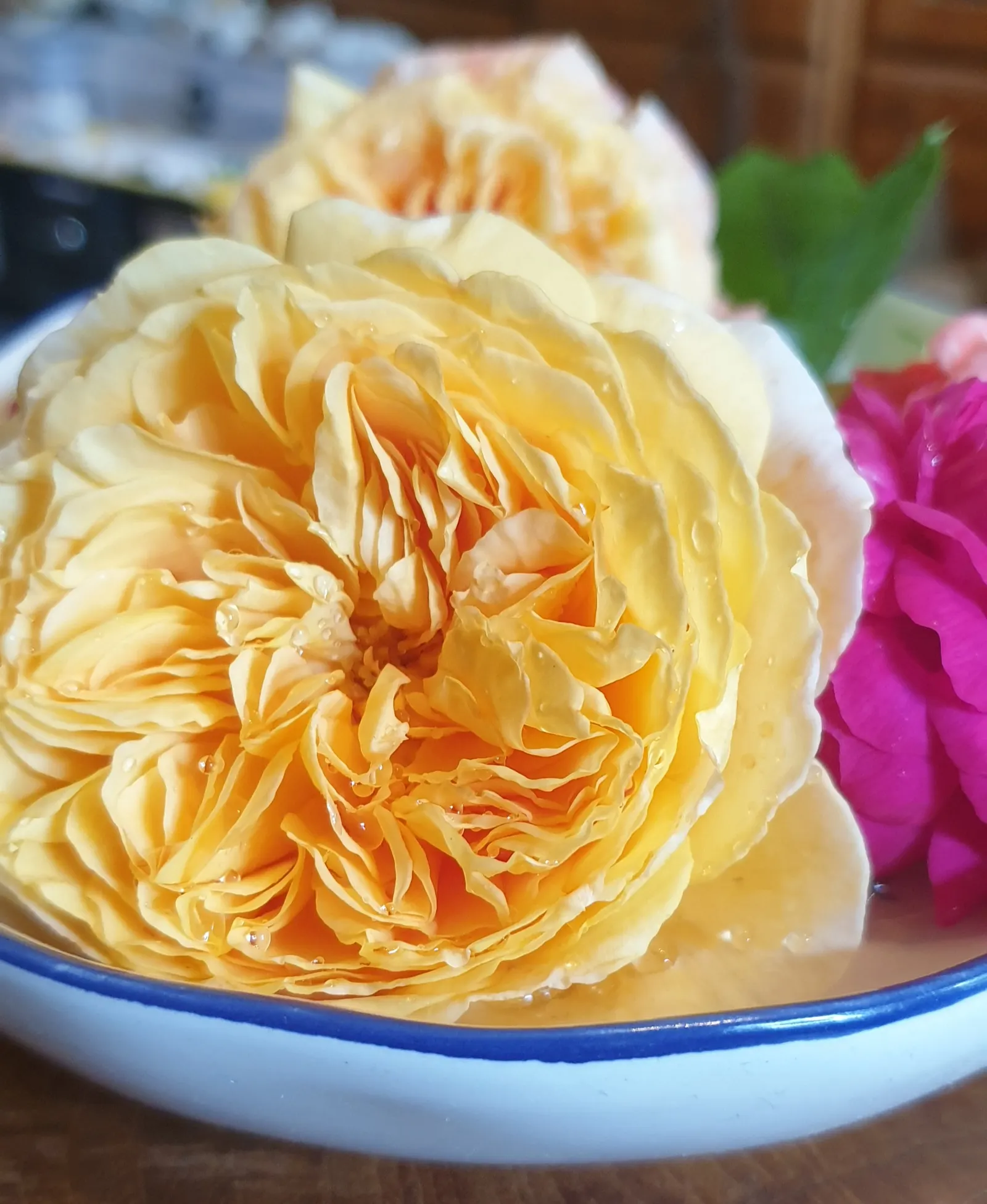 Moss Rose Selections (Rosa Moss Roses) — and should be planted in well-drained soil with good air circulation to prevent disease; they perform best, image 71