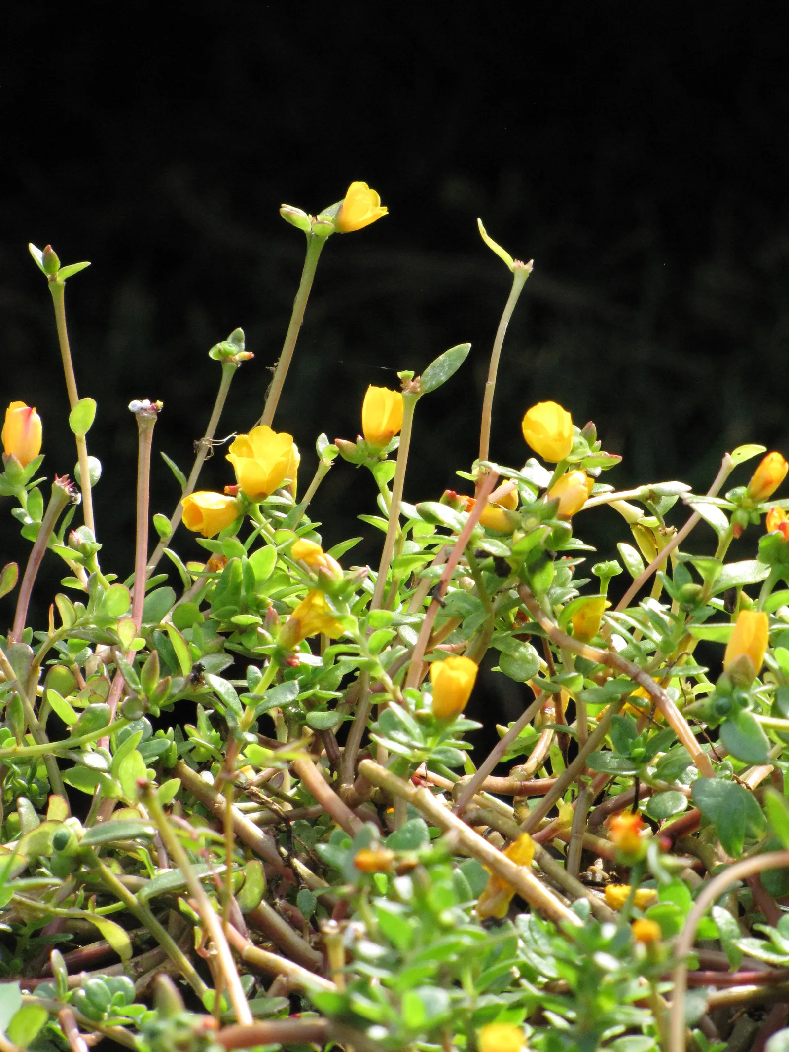 Moss Rose Selections (Rosa Moss Roses) — emerge in late spring to early summer with a second flush often occurring in the fall