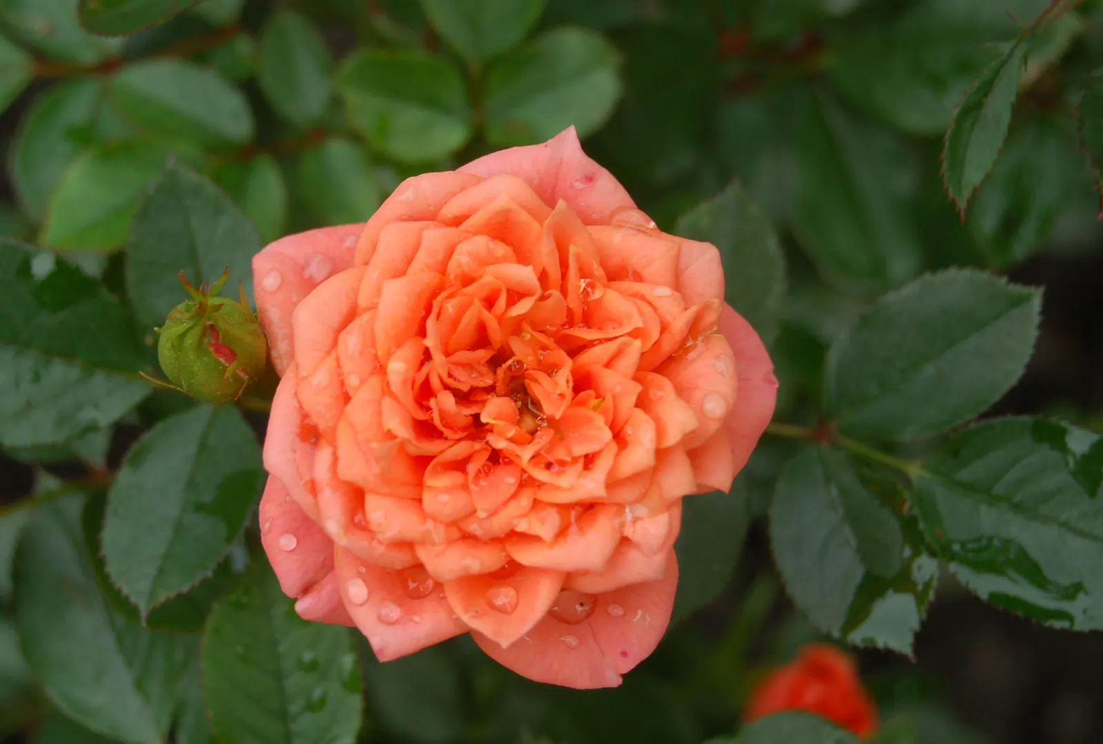 Moss Rose Selections (Rosa Moss Roses) — pink flowers in the garden; originating from the *Rosa centifolia*