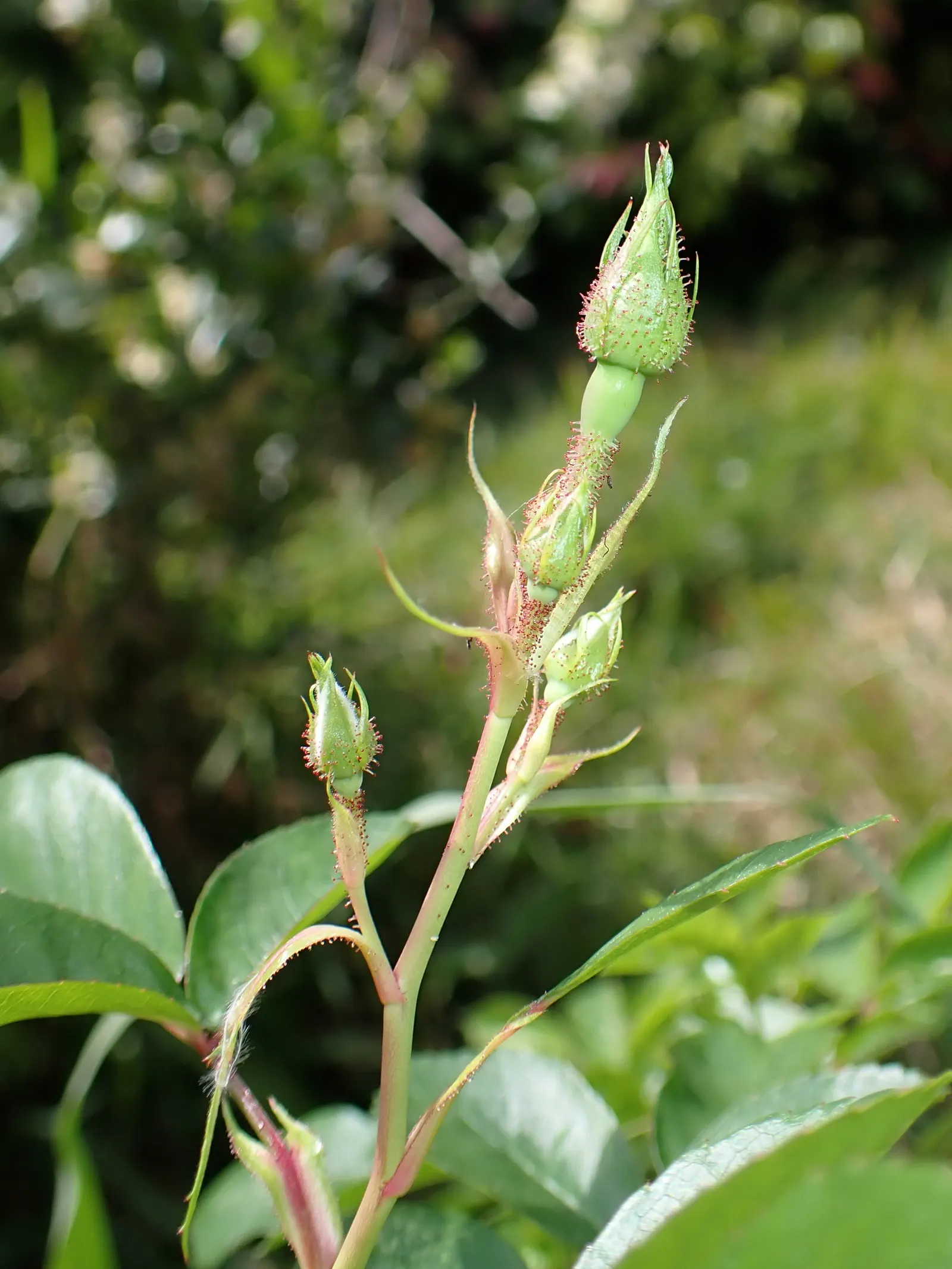 Moss Rose Selections (Rosa Moss Roses) — pink flowers in the garden