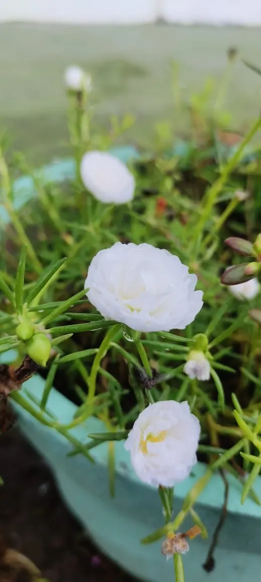 Moss Rose Selections (Rosa Moss Roses) — emerge in late spring to early summer with a second flush often occurring in the fall; these heirloom, image 65