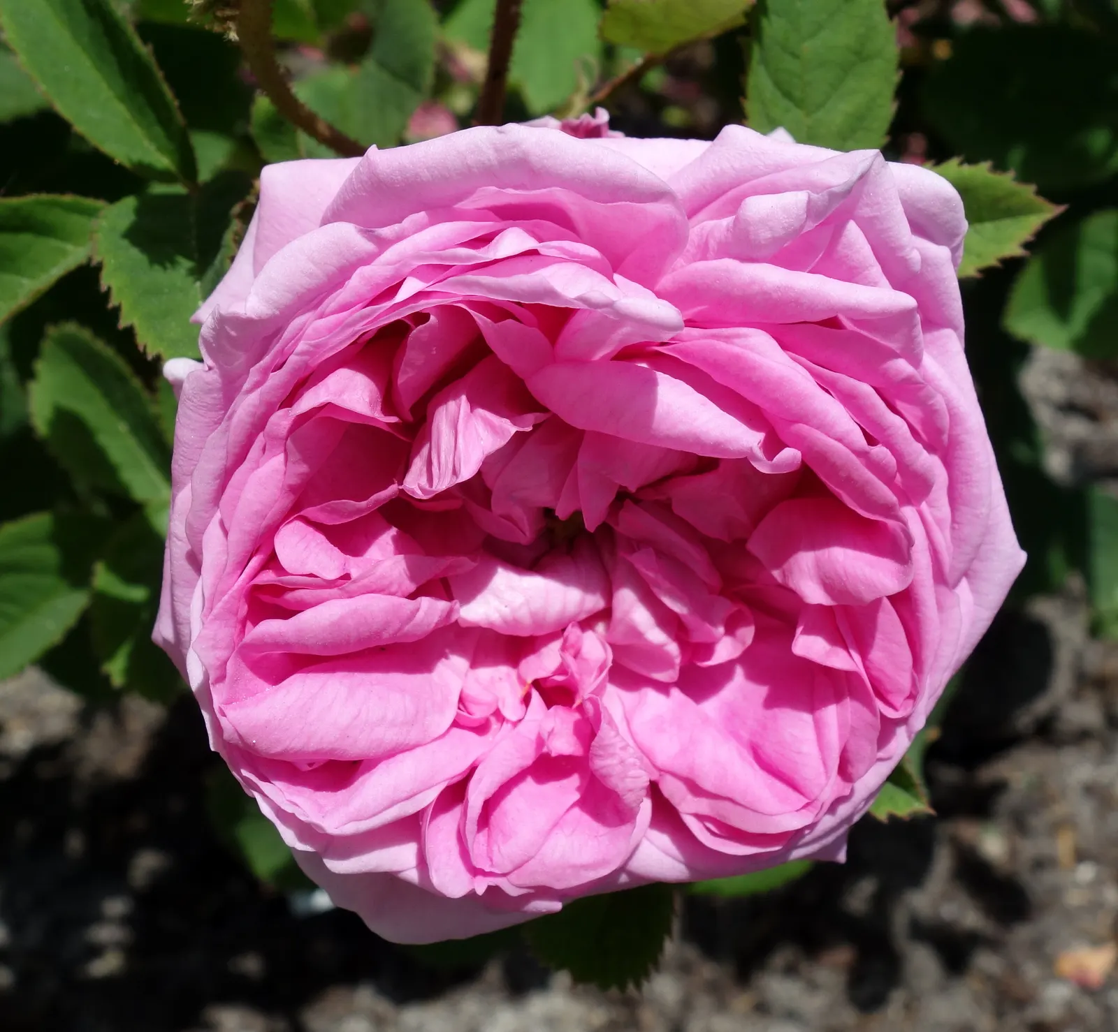 Moss Rose Selections (Rosa Moss Roses) — offering a prolonged display of beauty.<br><br>Growing to a height of about 4 to 6 feet; moss Roses boast the same full