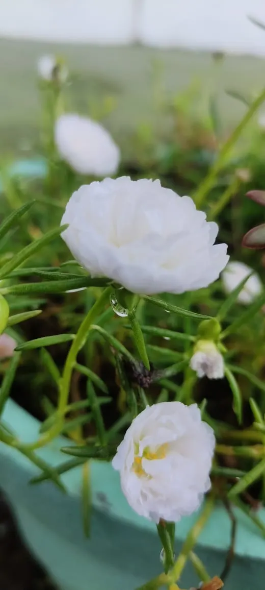 Moss Rose Selections (Rosa Moss Roses) — which is actually a mutation of the plant\'s sepals; scientifically known as *Rosa centifolia muscosa*, image 62