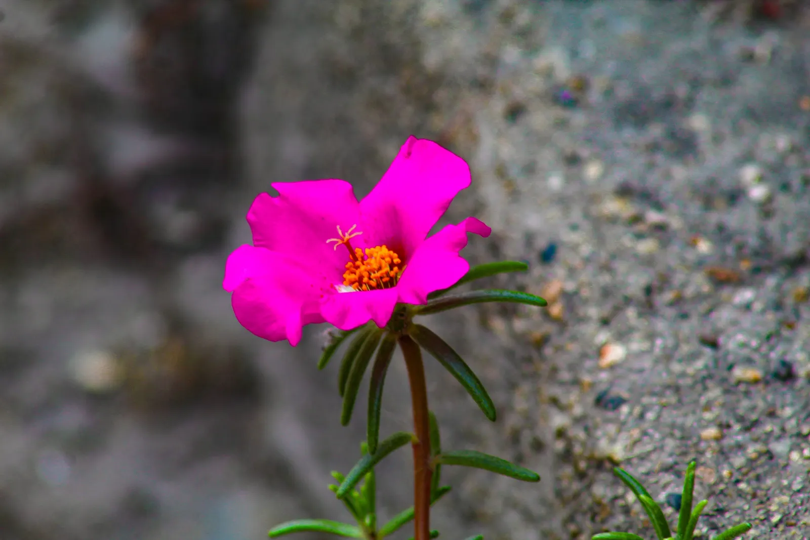 Moss Rose Selections (Rosa Moss Roses) — globular blooms typically seen in shades of pink; with a spread of 3 to 4 feet, image 60