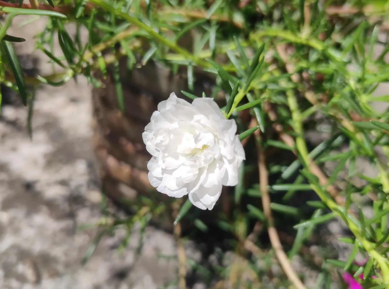 Moss Rose Selections (Rosa Moss Roses) — Ideal for creating a classic, romantic landscape aspect with a touch of textural intrigue; this plant is a must-have