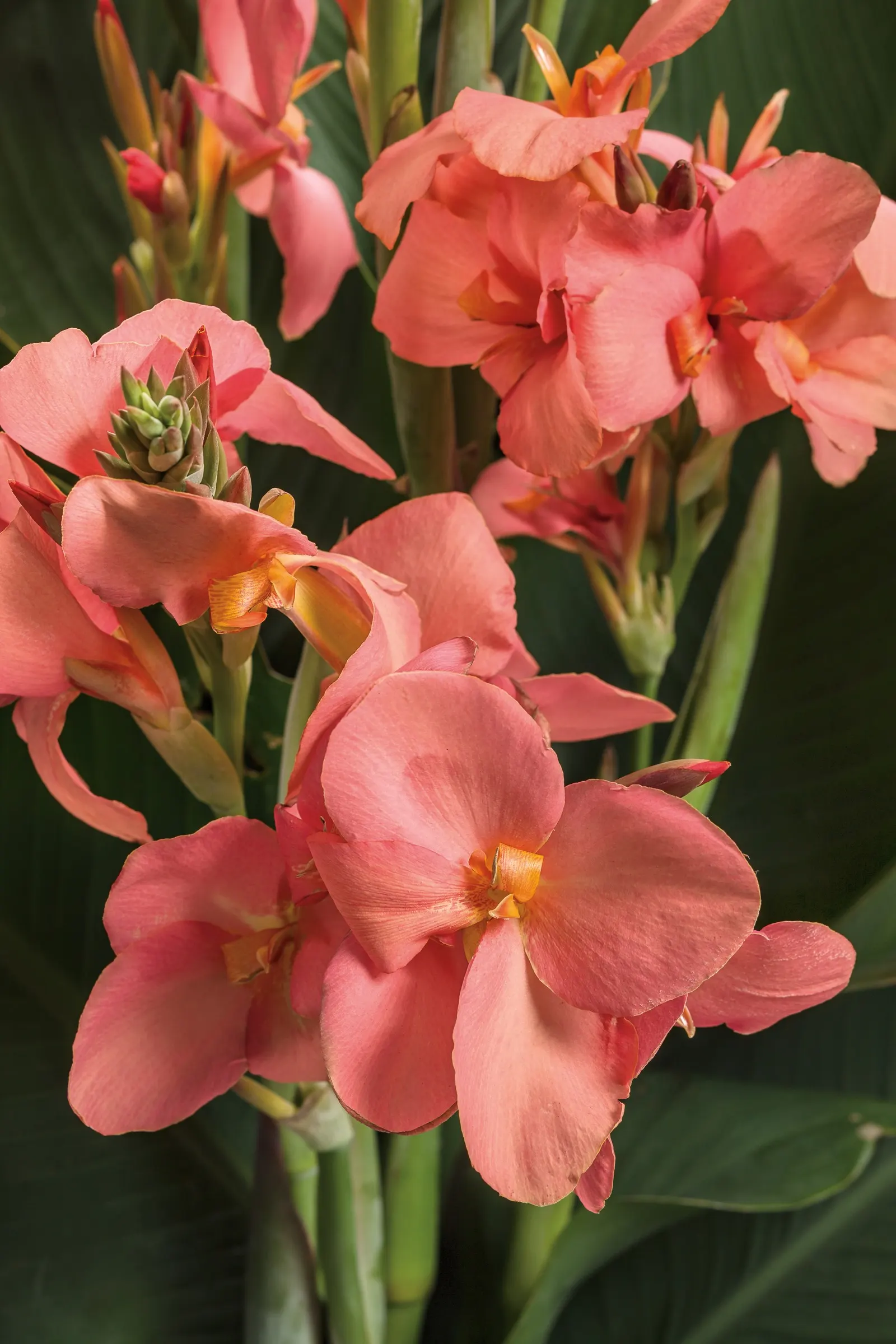 Coral Canna Lily (Canna generalis) — though regular watering produces the fullest foliage and most generous bloom