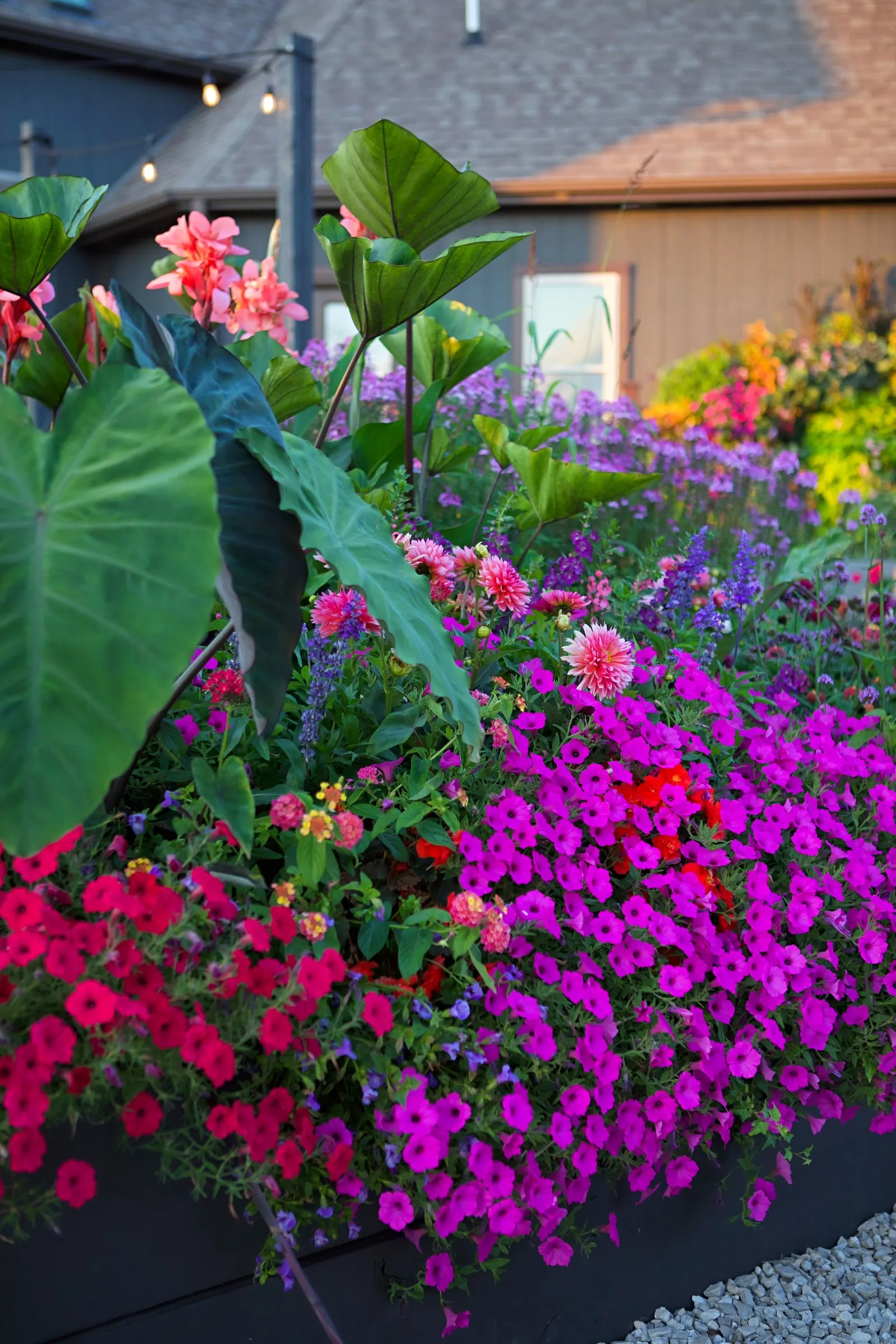 Coral Canna Lily (Canna generalis) — It matures 30-48 inches tall and 18-24 inches wide, with a bold but container-friendly habit