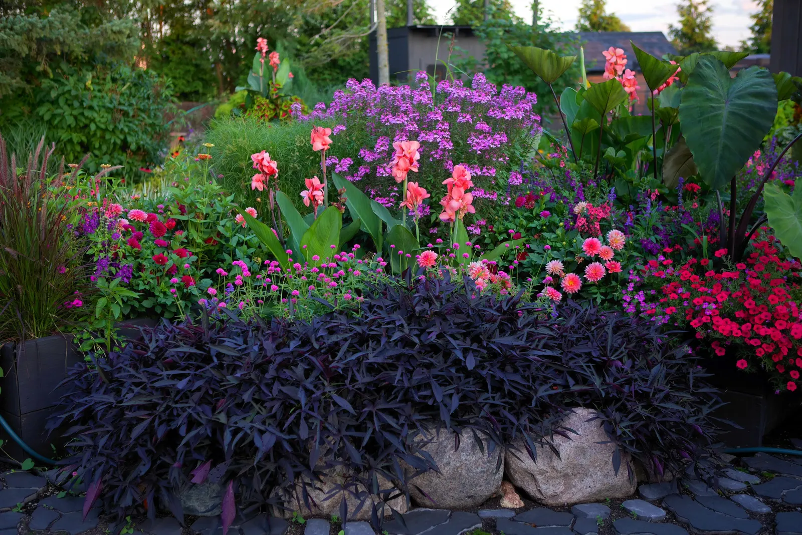 Emerald Isle™ Elephant Ears (Alocasia) — it is a confident choice where designers want a robust