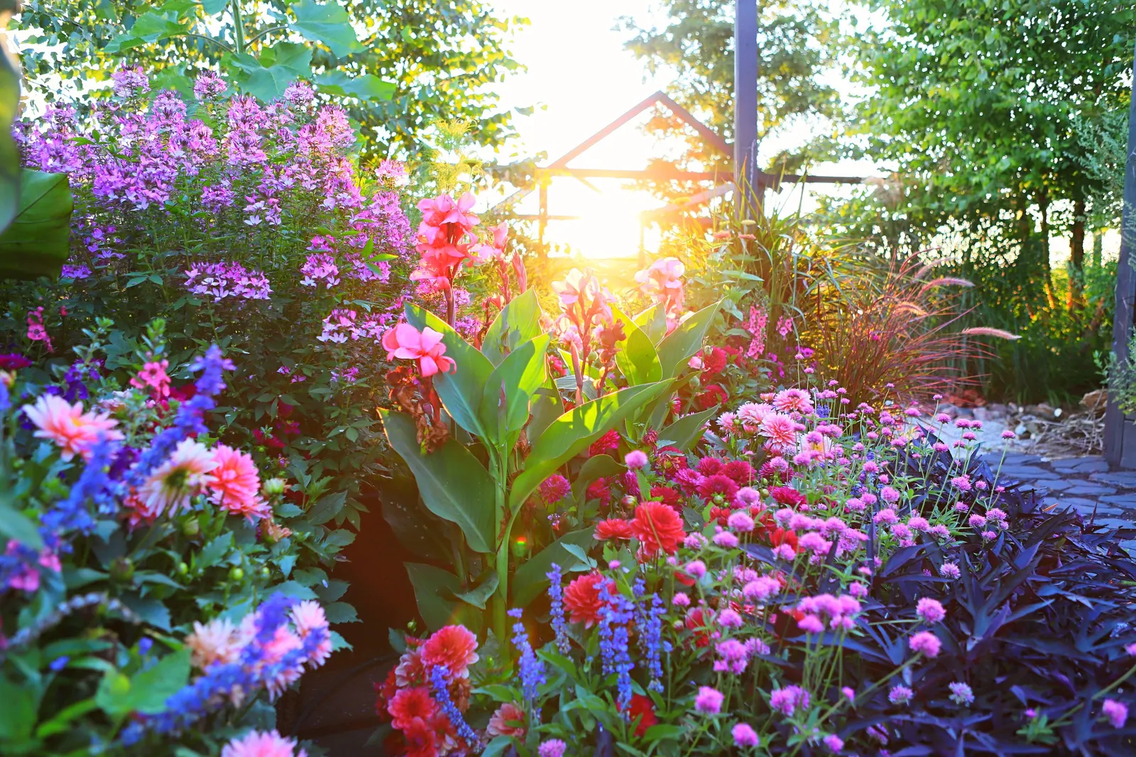 Coral Canna Lily (Canna generalis) — Blooming from planting until frost