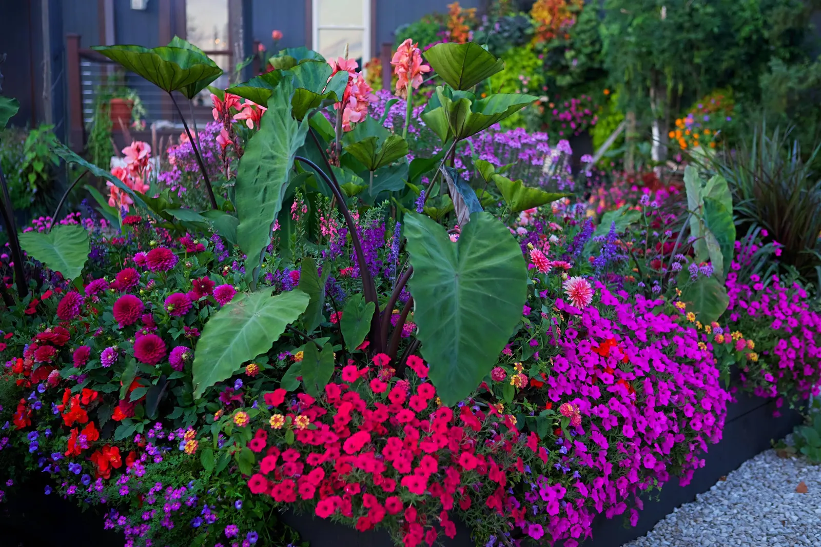 Coral Canna Lily (Canna generalis) — It is adaptable enough to handle brief damp conditions and short dry spells